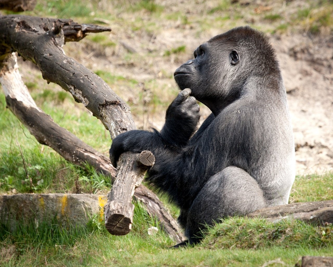 Обои забавный, горилла, обезьяны, раздумья, funny, gorilla, monkey, meditation разрешение 2048x1365 Загрузить