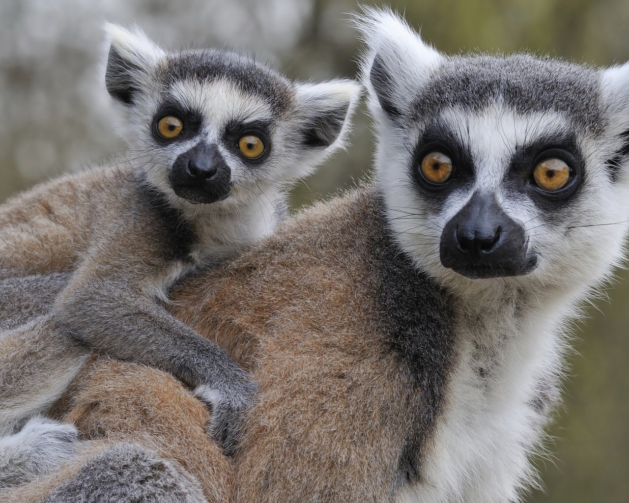 Обои животные, лемуры, детеныш, кошачий лемур, катта, ring-tailed lemur, animals, lemurs, cub, a ring-tailed lemur, katta разрешение 2560x1600 Загрузить