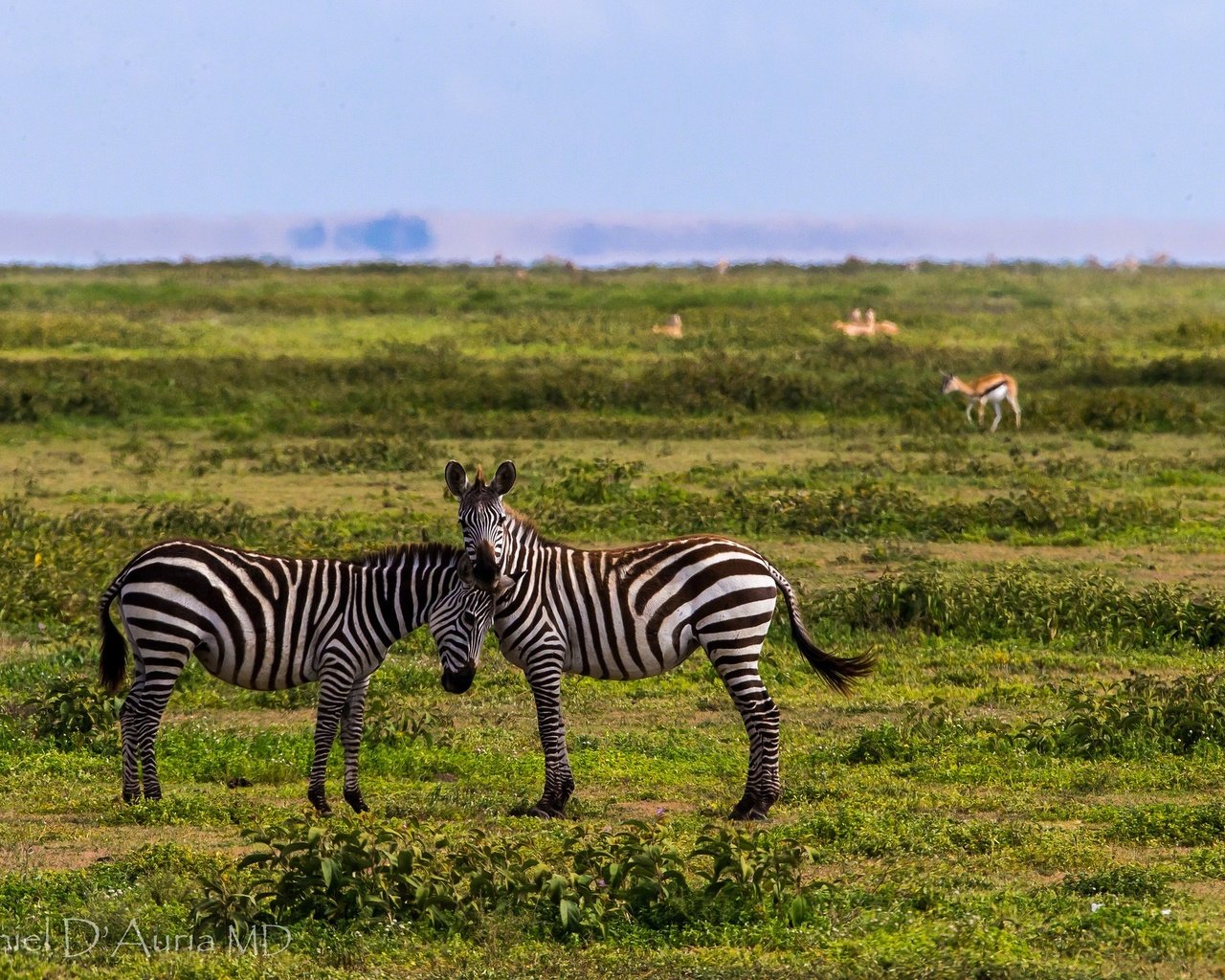 Обои небо, трава, полоски, животные, зебры, the sky, grass, strips, animals, zebra разрешение 2048x1365 Загрузить