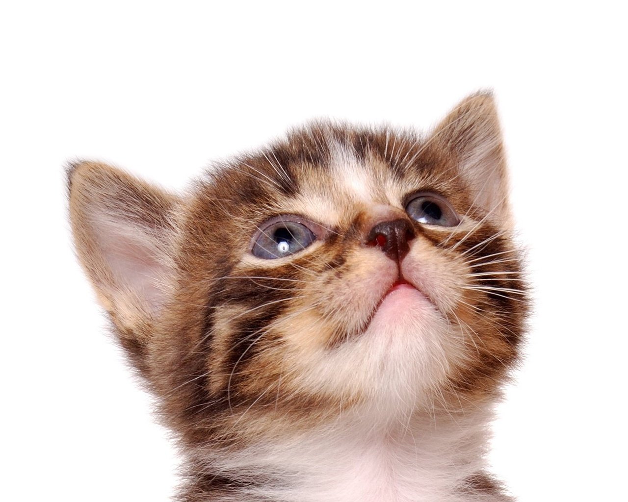 Обои кот, кошка, котенок, белый фон, полосатый, cat, kitty, white background, striped разрешение 1920x1200 Загрузить