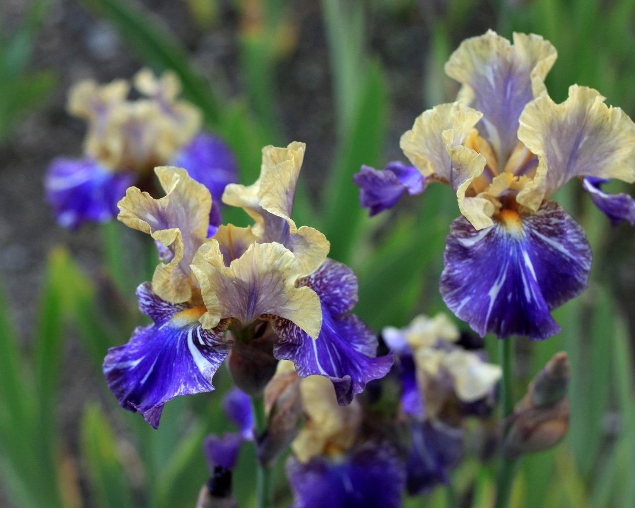 Обои цветы, фон, ирисы, желто-синие, flowers, background, irises, yellow-blue разрешение 2048x1365 Загрузить