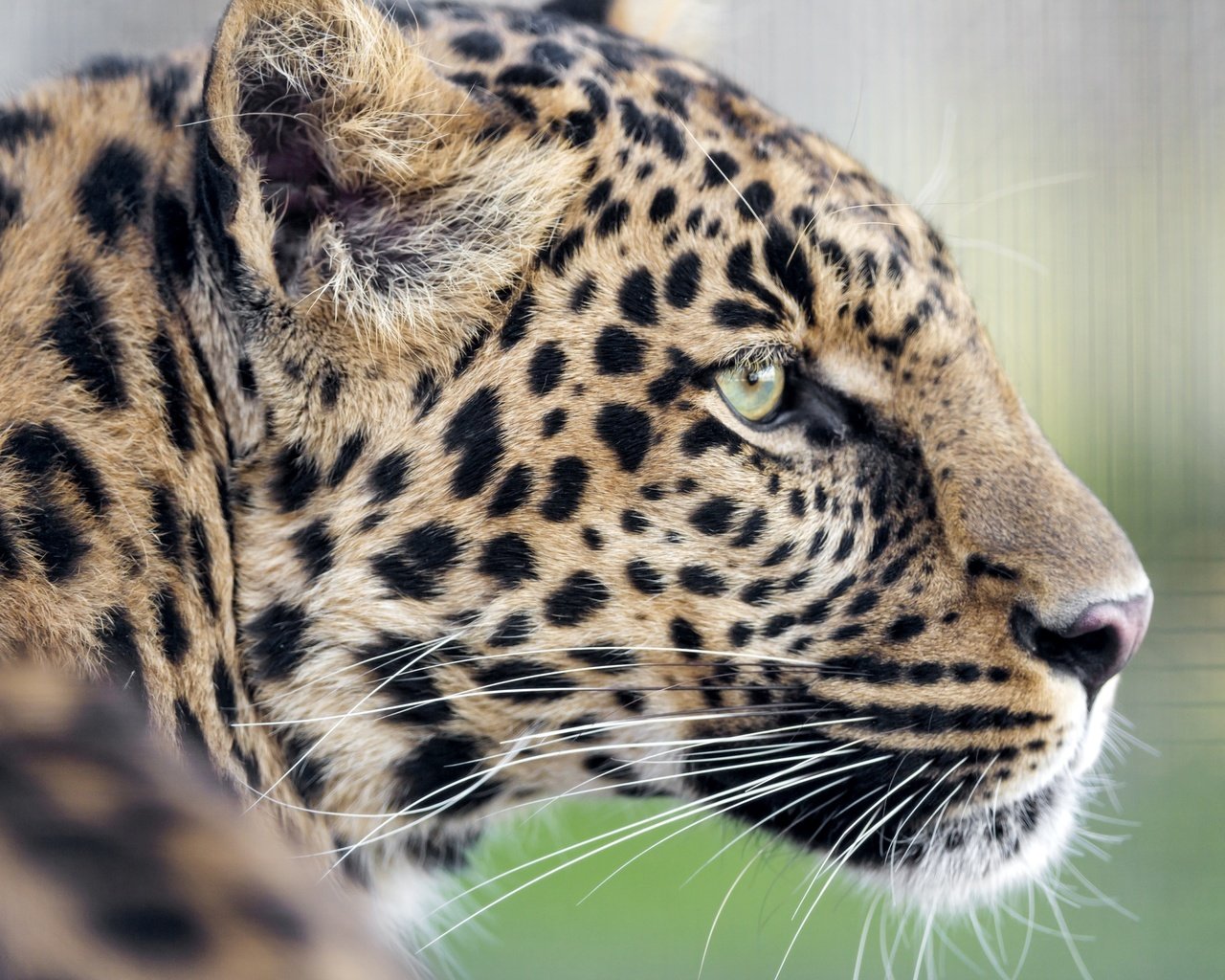 Обои леопард, хищник, профиль, leopard, predator, profile разрешение 3200x2130 Загрузить