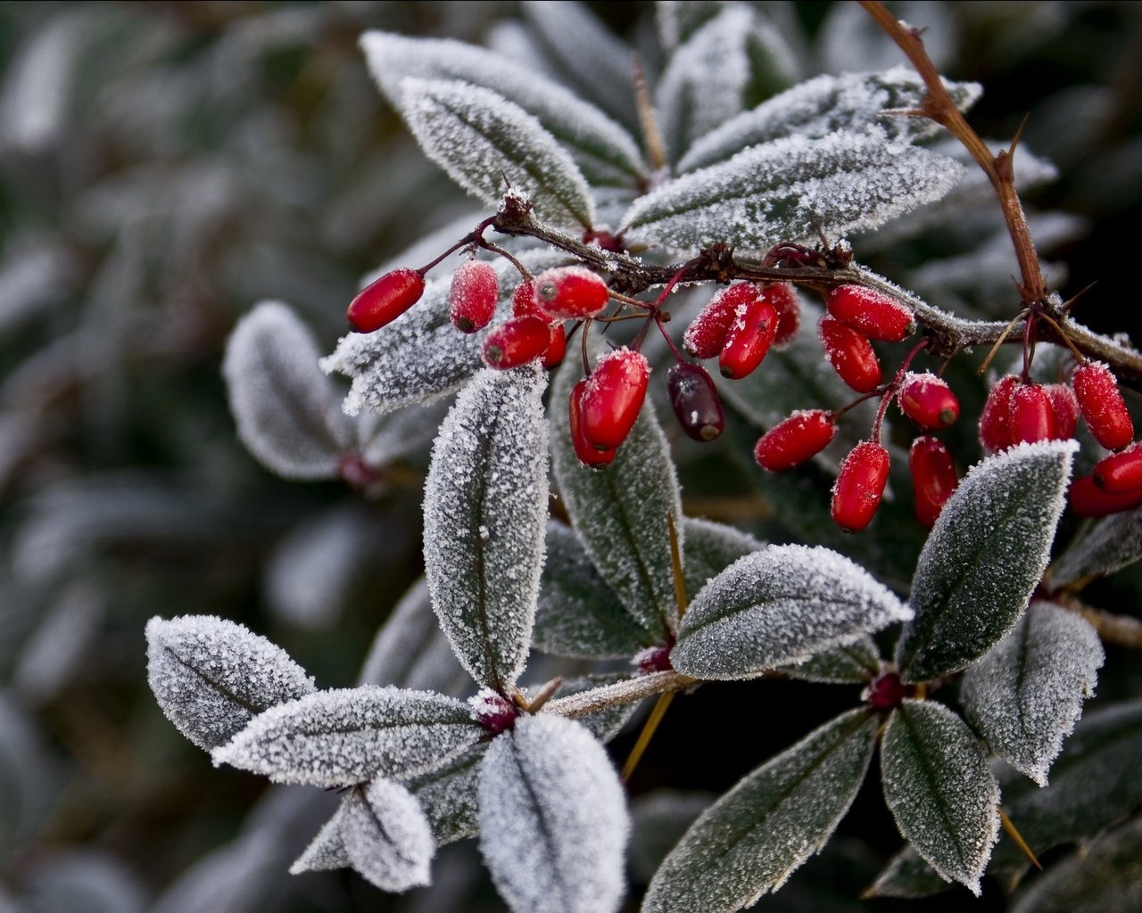 Обои ветка, природа, листья, мороз, иней, ягоды, растение, плоды, branch, nature, leaves, frost, berries, plant, fruit разрешение 2709x1805 Загрузить