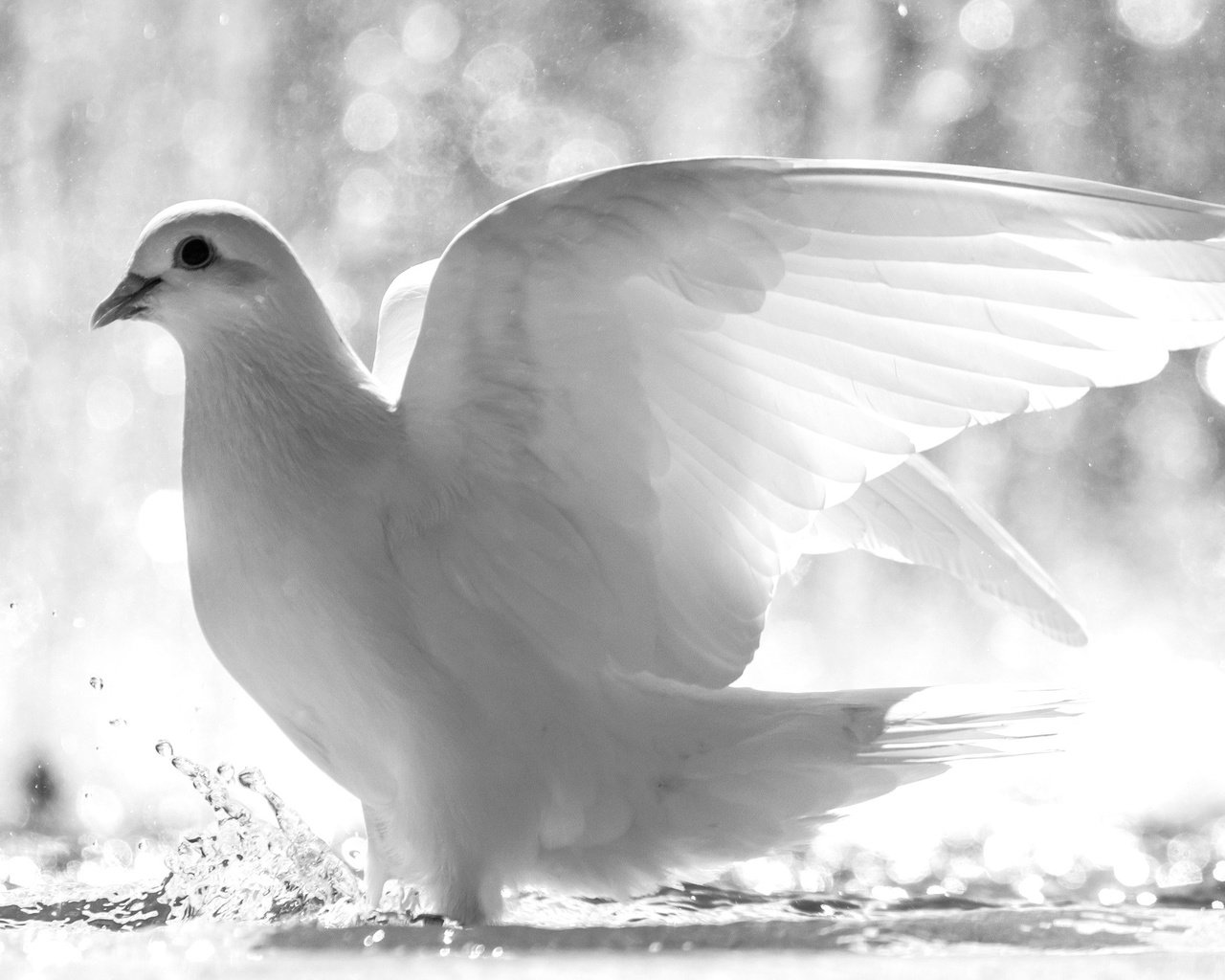 Белая птица рисунок