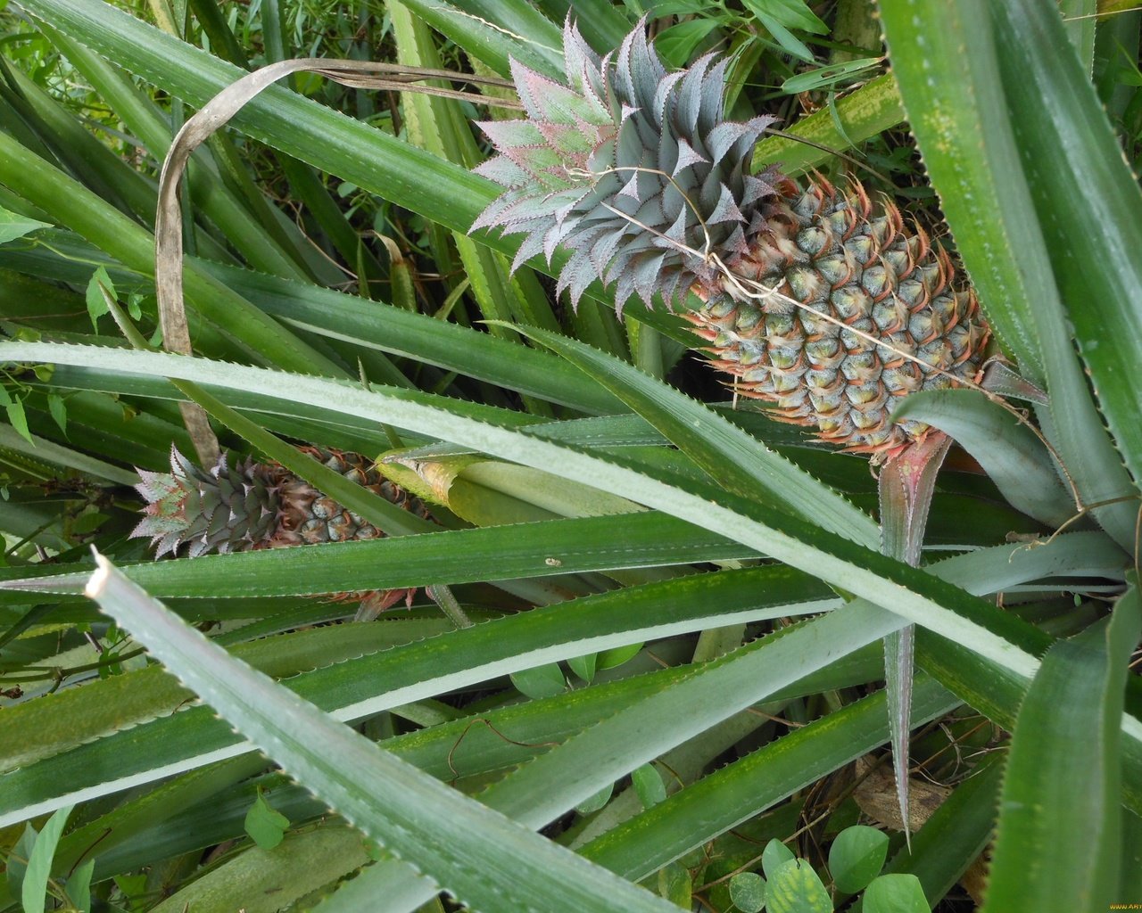 Обои природа, растение, ананас, nature, plant, pineapple разрешение 2592x1944 Загрузить