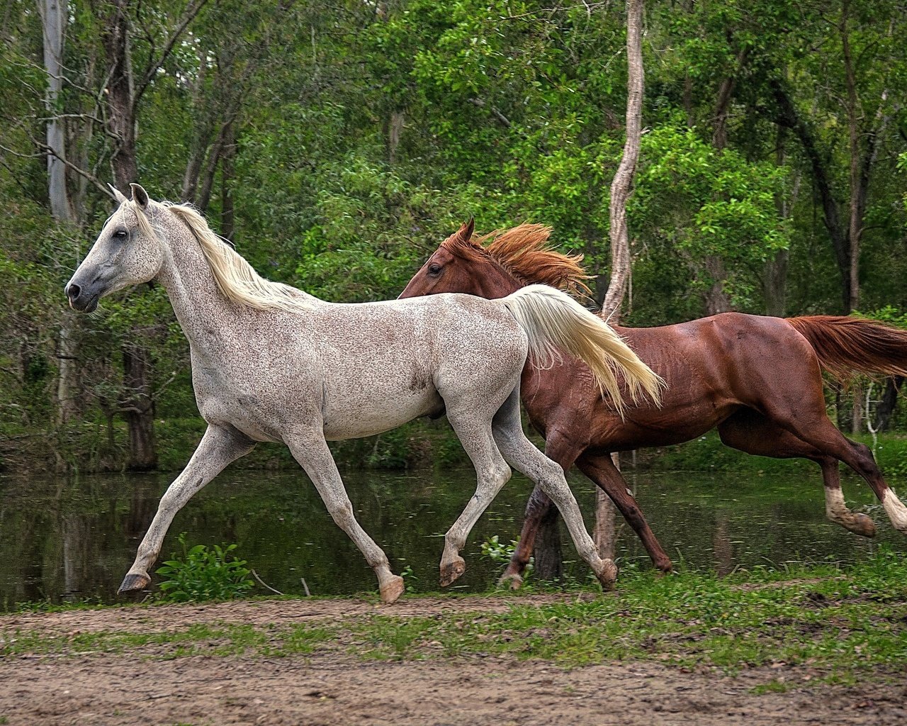 Обои деревья, вода, природа, лошади, кони, бег, гривы, trees, water, nature, horse, horses, running, mane разрешение 2048x1324 Загрузить