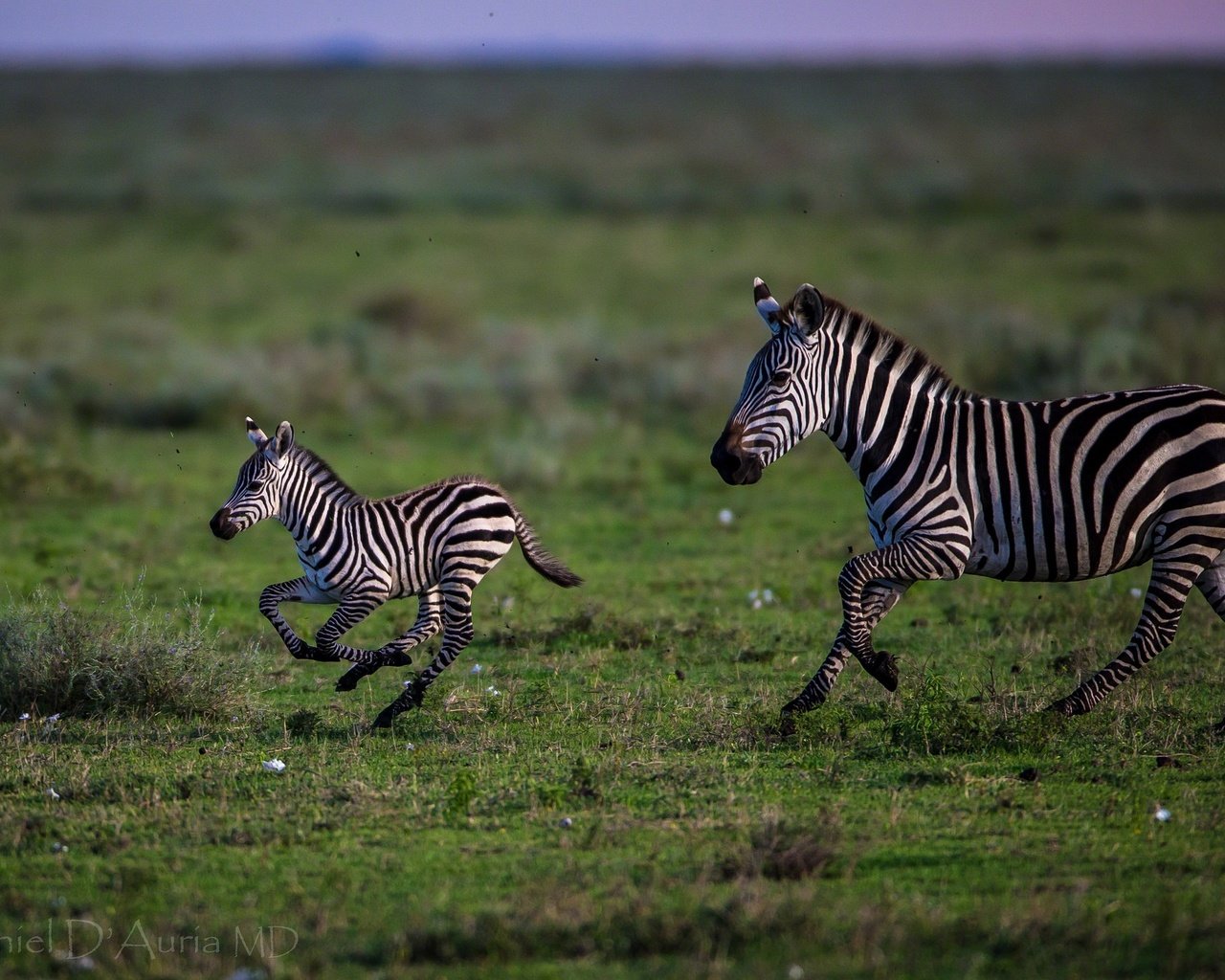 Обои трава, полоски, бег, зебры, grass, strips, running, zebra разрешение 2048x1366 Загрузить