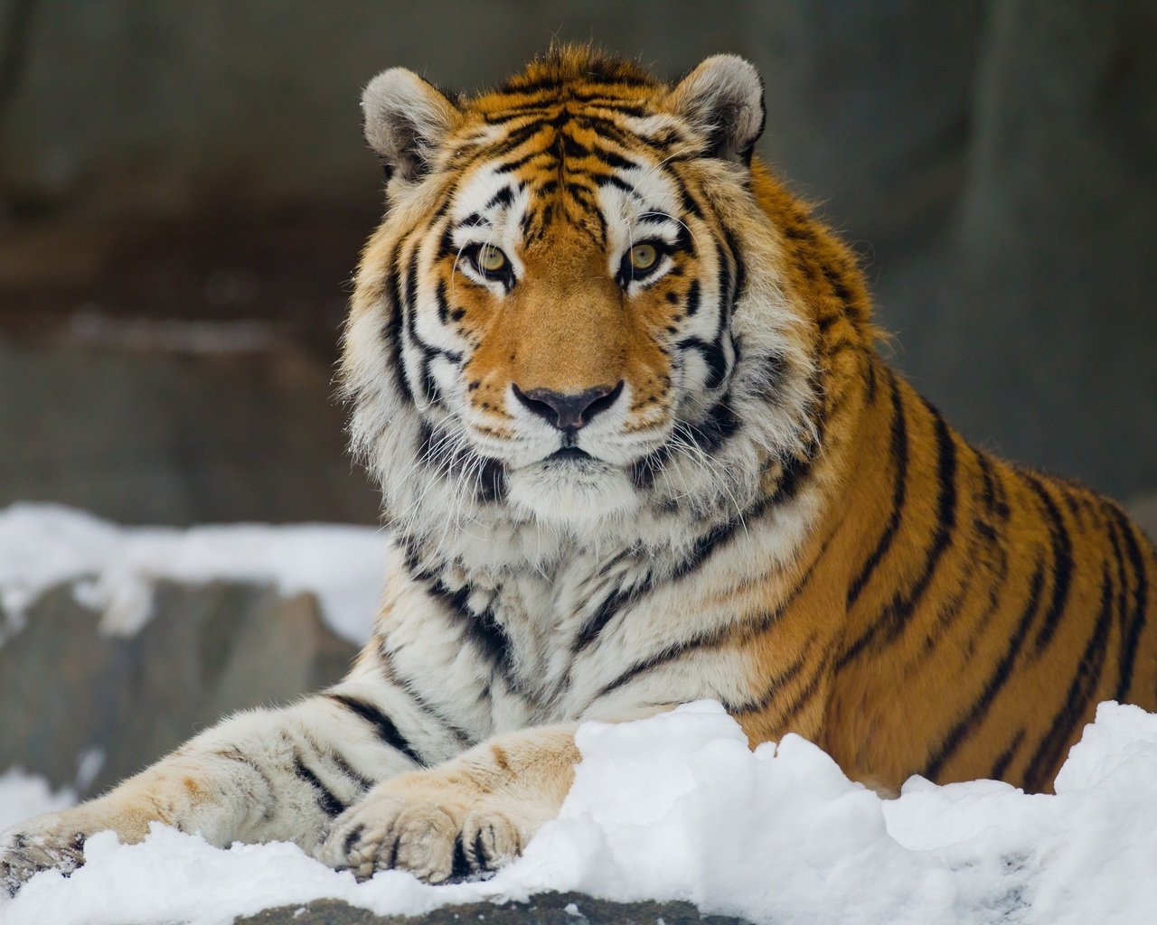 Обои тигр, снег, взгляд, хищник, большая кошка, отдых, амурский, tiger, snow, look, predator, big cat, stay, amur разрешение 3400x2266 Загрузить