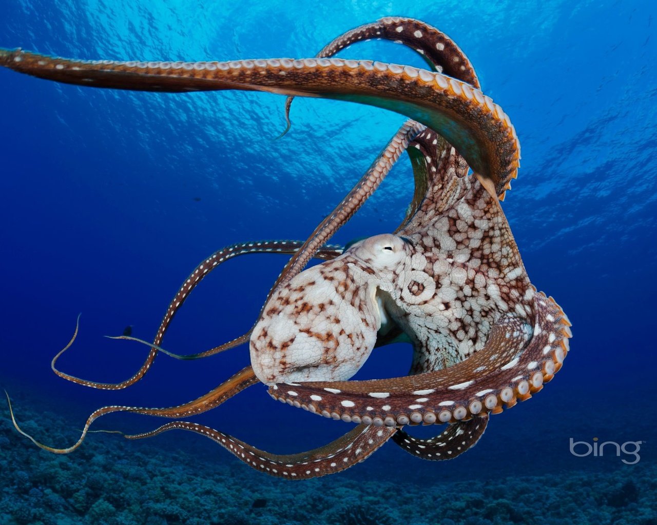 Обои осьминог, океан, нос, кораллы, подводный мир, щупальцы, головоногий моллюск, octopus, the ocean, nose, corals, underwater world, the tentacles разрешение 1920x1200 Загрузить
