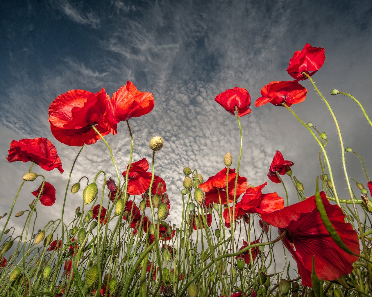 Обои небо, цветы, поле, маки, the sky, flowers, field, maki разрешение 2048x1697 Загрузить