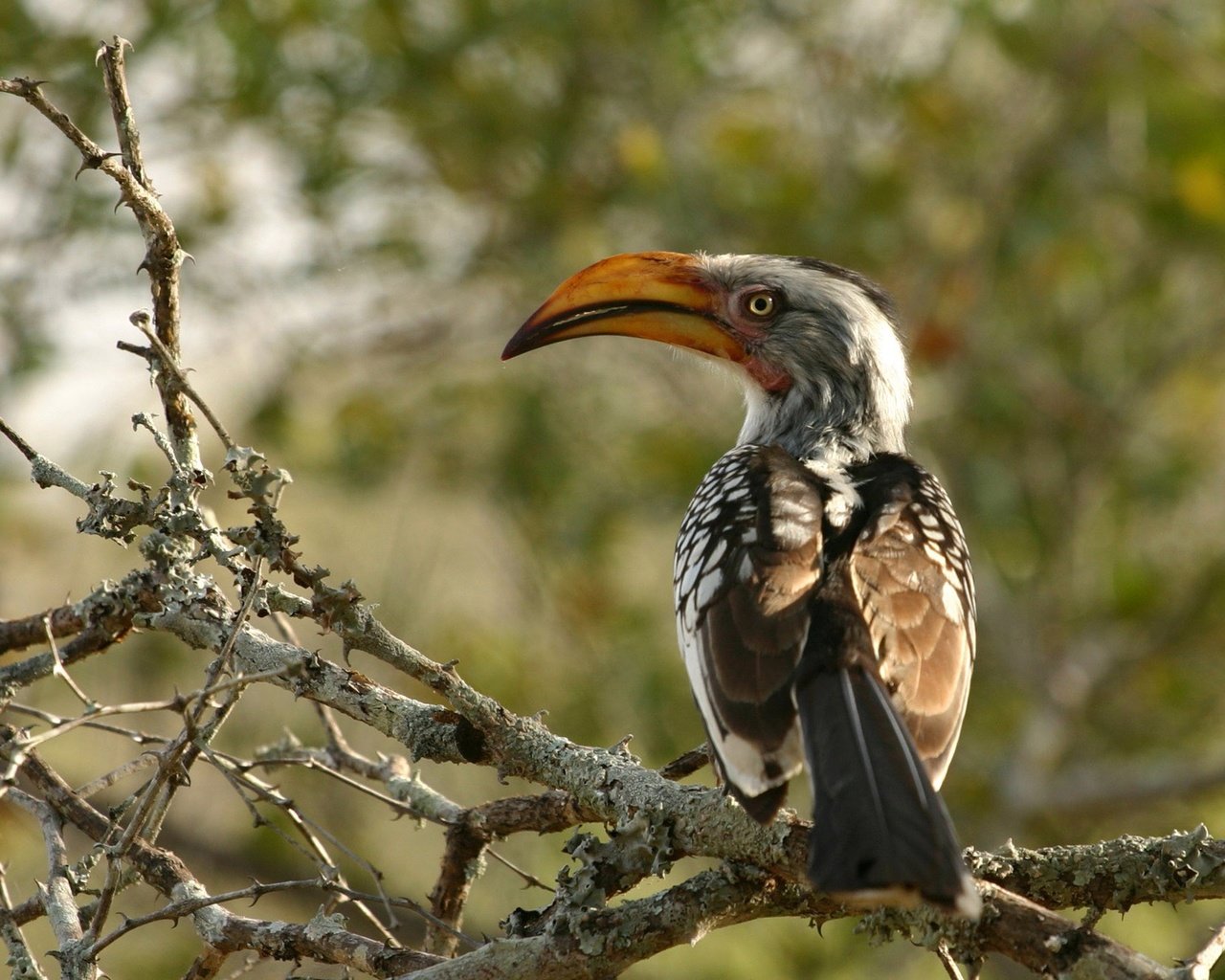 Обои африка, птицы, южный желтоклювый ток, птица-носорог, africa, birds, southern yellow-nib current, hornbill разрешение 2000x1333 Загрузить