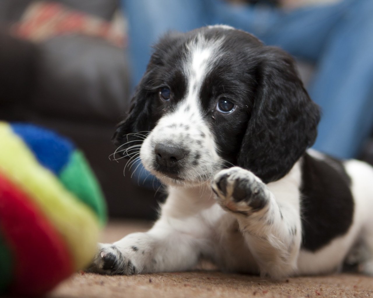 Обои собака, щенок, играет, мяч, лапка, dog, puppy, plays, the ball, foot разрешение 2400x1600 Загрузить