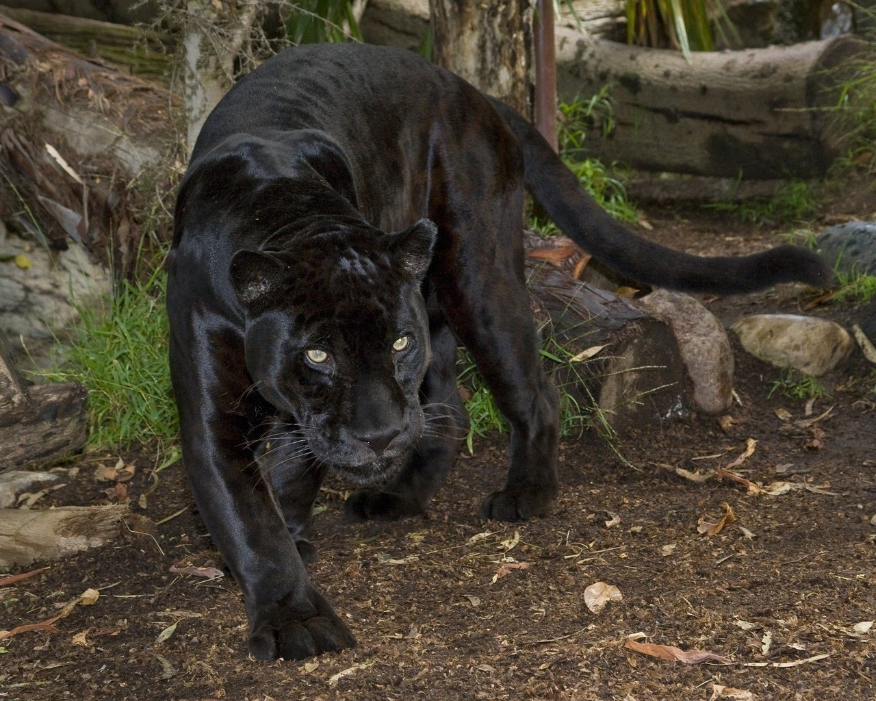 Обои природа, взгляд, пантера, черный ягуар, дикаякошка, nature, look, panther, black jaguar, giacosa разрешение 2048x1364 Загрузить