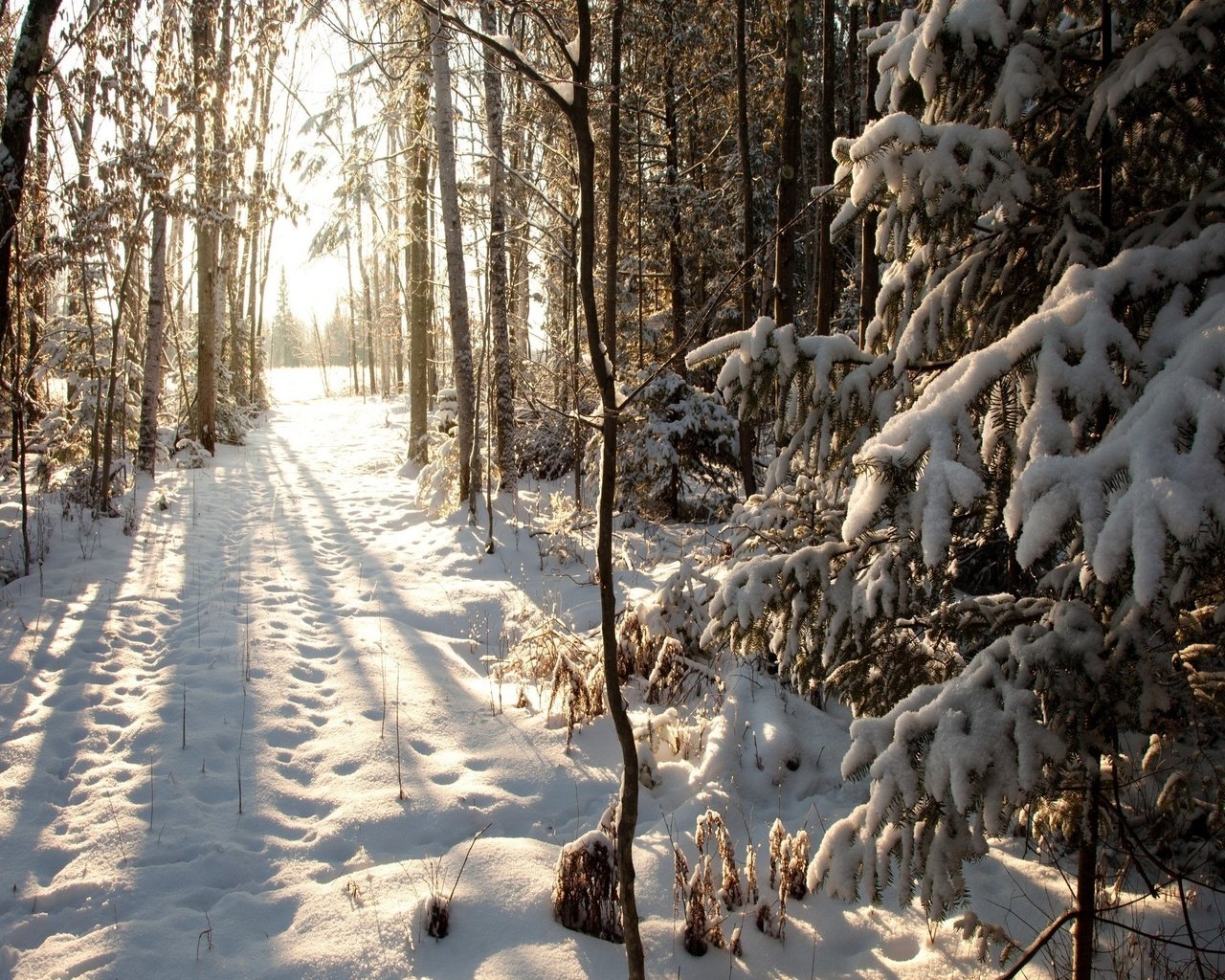 Обои деревья, снег, лес, зима, тропа, trees, snow, forest, winter, trail разрешение 2560x1600 Загрузить