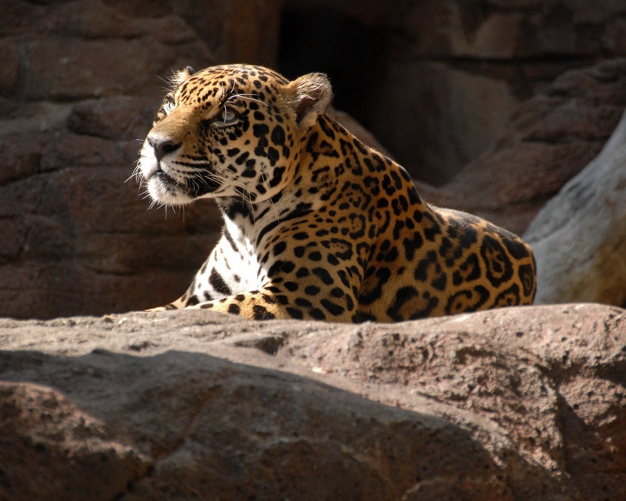 Обои камни, хищник, ягуар, отдых, дикая кошка, stones, predator, jaguar, stay, wild cat разрешение 2048x1370 Загрузить
