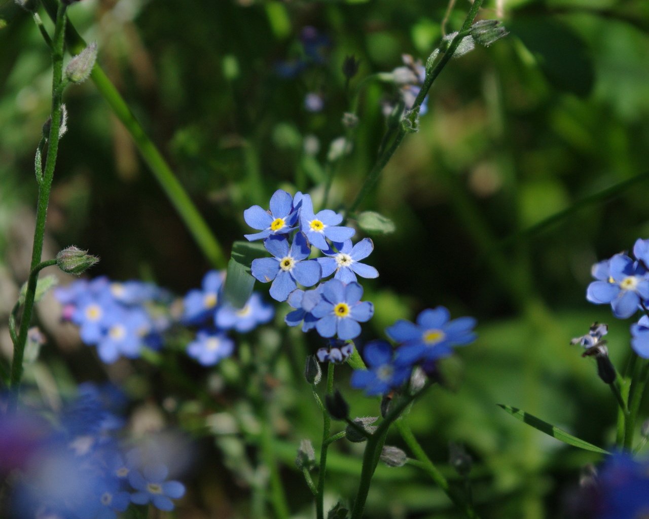 Обои цветы, макро, стебли, незабудки, flowers, macro, stems, forget-me-nots разрешение 3872x2592 Загрузить