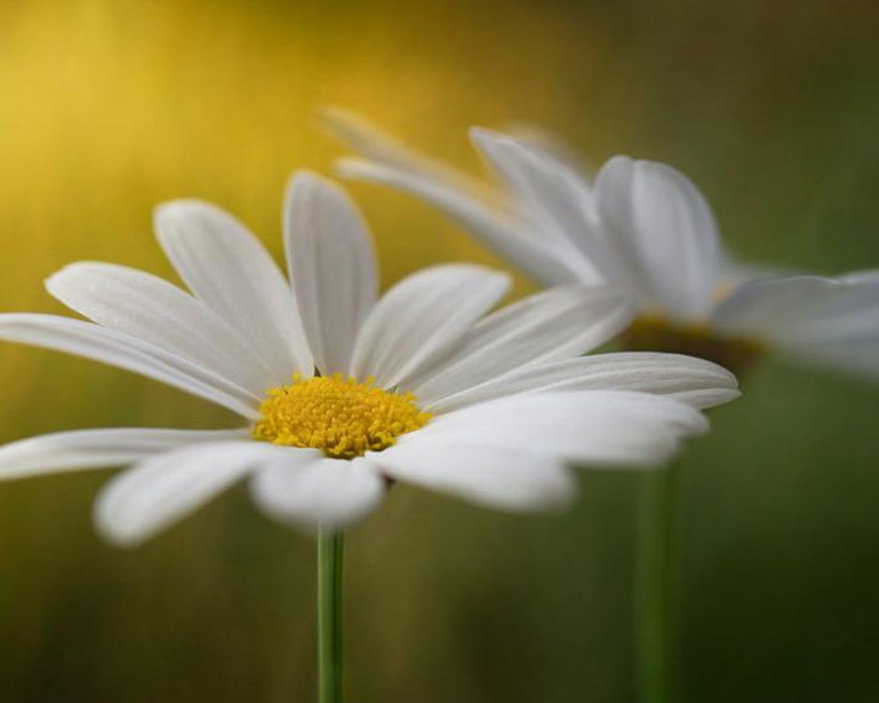 Обои ромашки, крупный план, на рабочий стол, chamomile, close-up, on the desktop разрешение 1920x1200 Загрузить