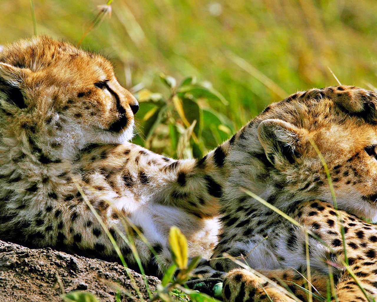 Обои гепарды, cheetahs разрешение 1920x1200 Загрузить