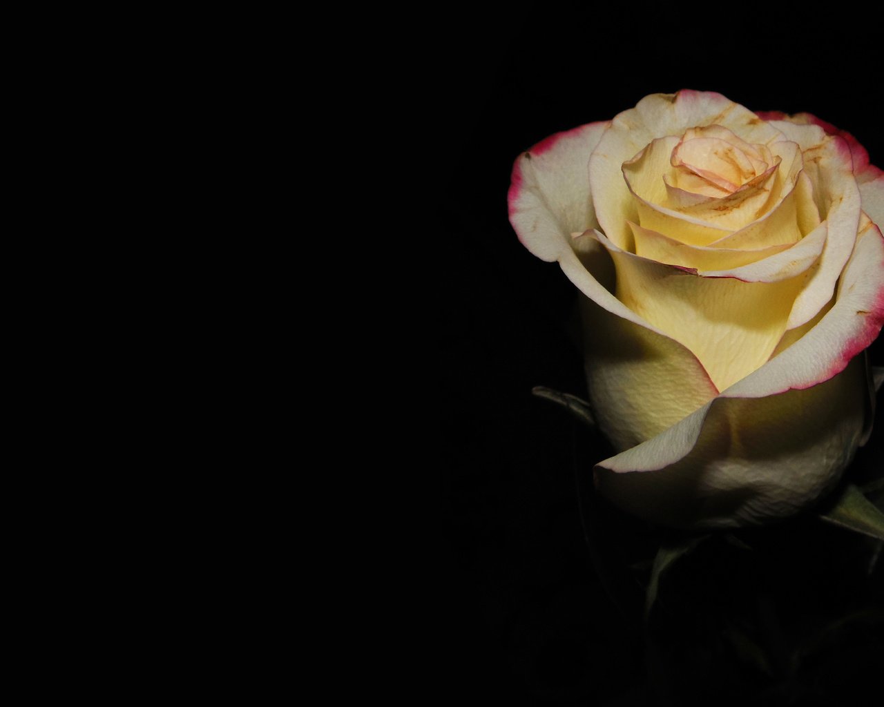 Обои роза, подарок, нежные лепестки, rose, gift, delicate petals разрешение 2560x1600 Загрузить