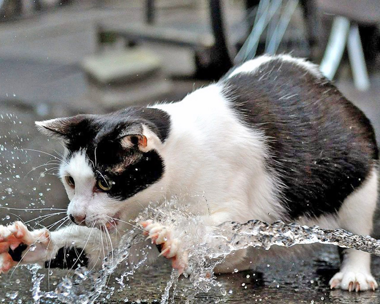 Обои вода, кот, кошка, water, cat разрешение 1920x1280 Загрузить