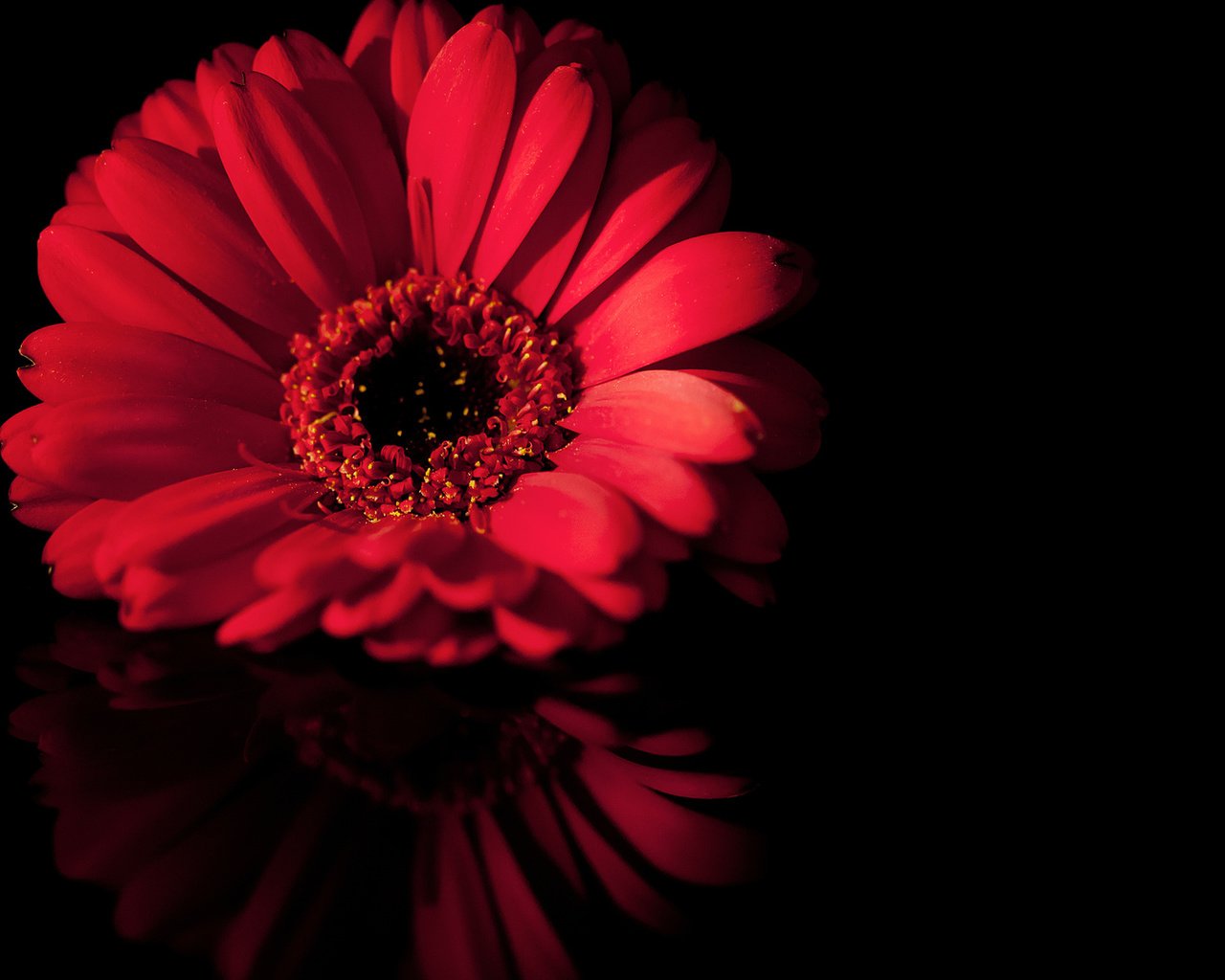 Обои макро, отражение, цветок, лепестки, черный, красный, macro, reflection, flower, petals, black, red разрешение 1920x1080 Загрузить