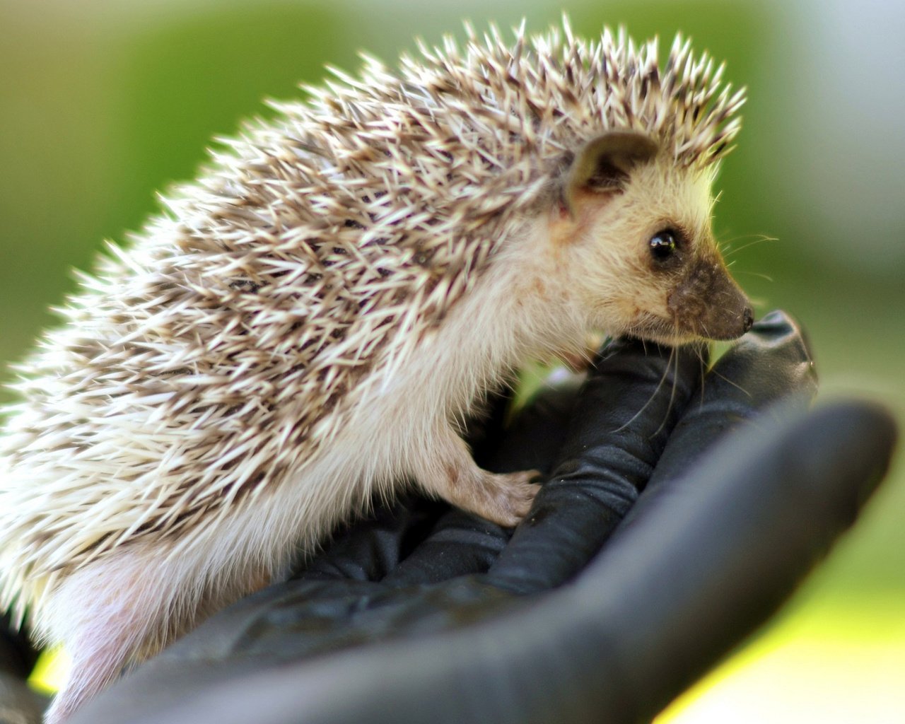 Обои рука, мордочка, ежик, кисть, иголки, еж, hand, muzzle, hedgehog, brush, needles разрешение 1920x1080 Загрузить