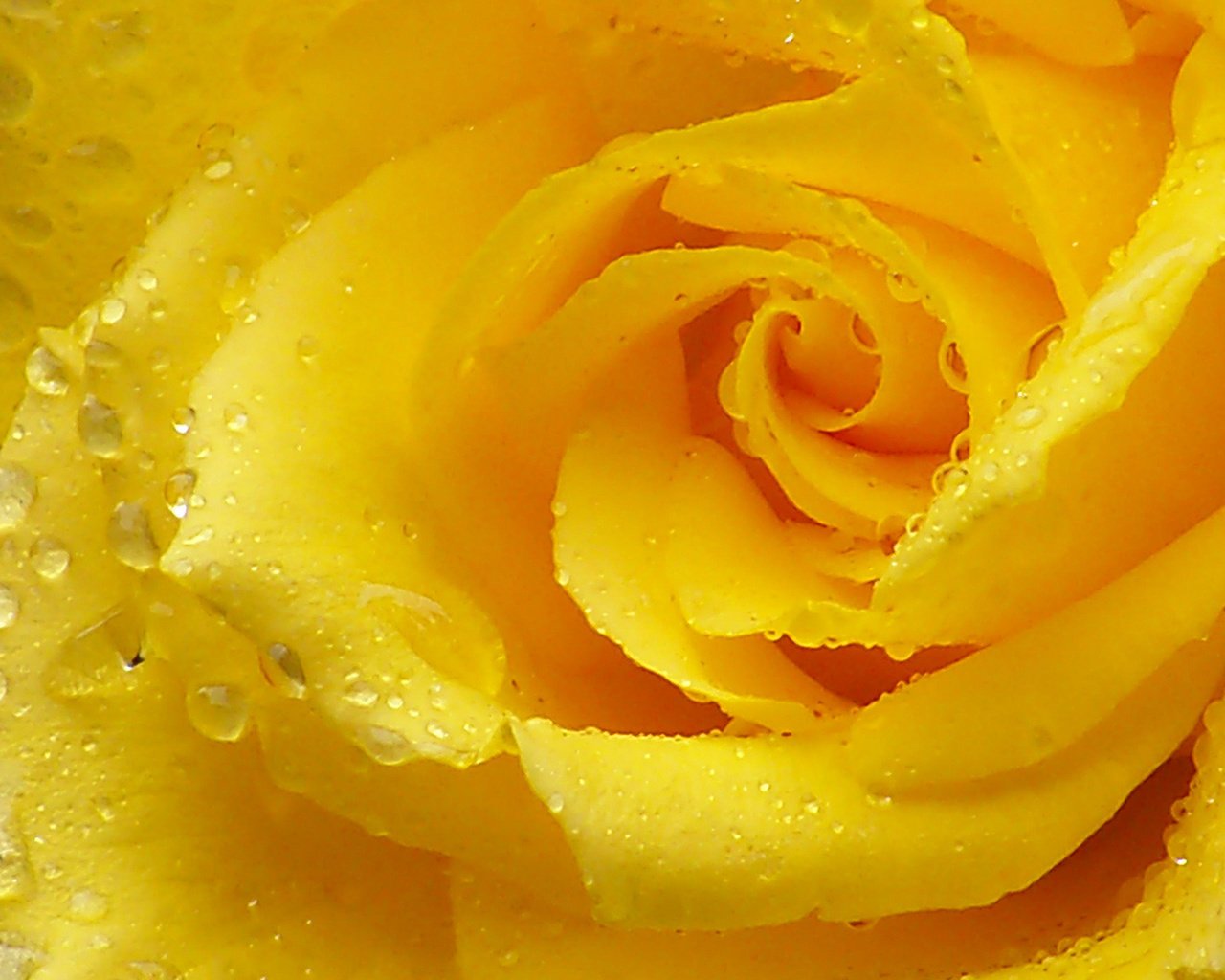 Обои макро, капли, роза, лепестки, желтая роза, macro, drops, rose, petals, yellow rose разрешение 1920x1080 Загрузить