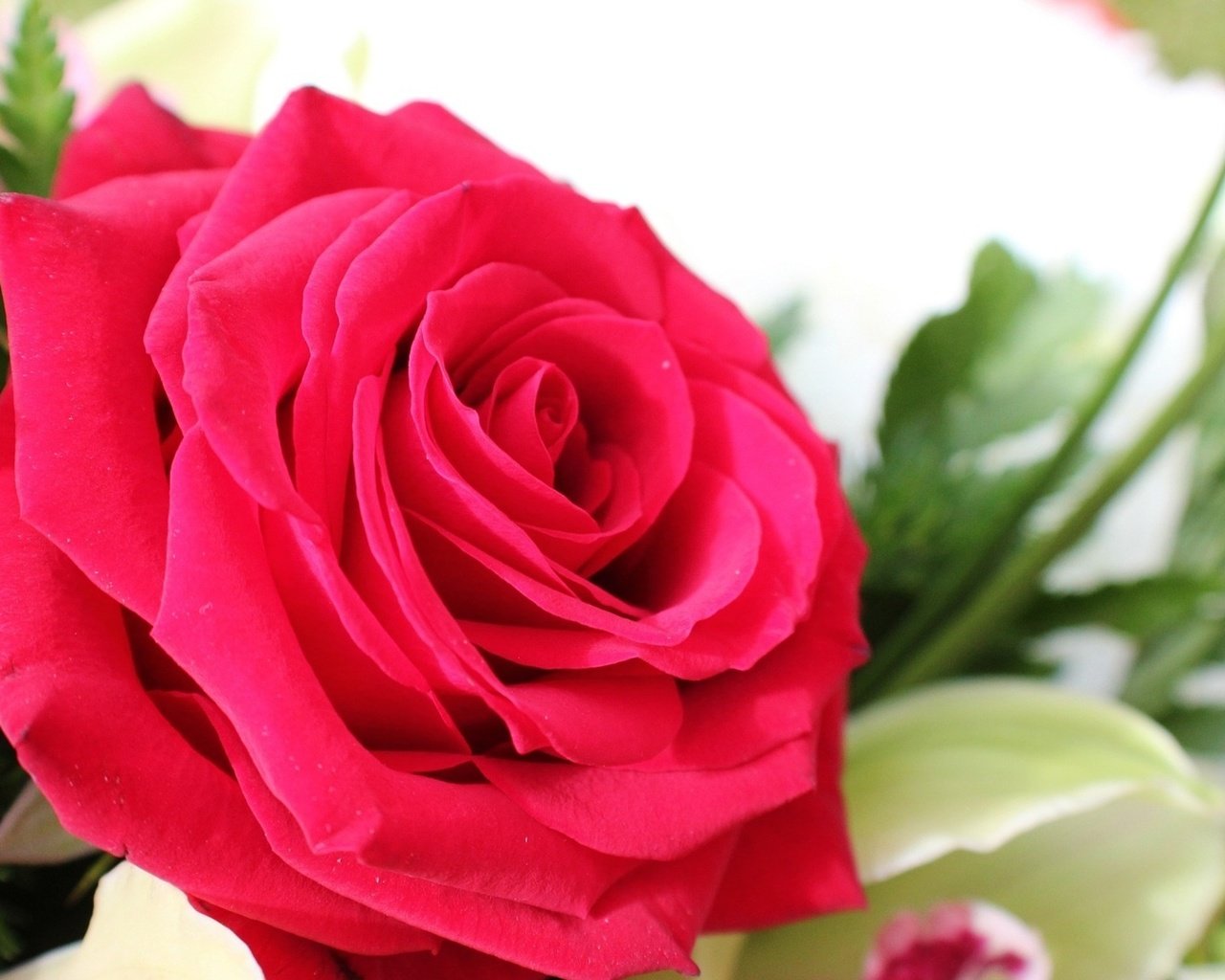 Обои макро, цветок, роза, лепестки, букет, macro, flower, rose, petals, bouquet разрешение 1920x1080 Загрузить