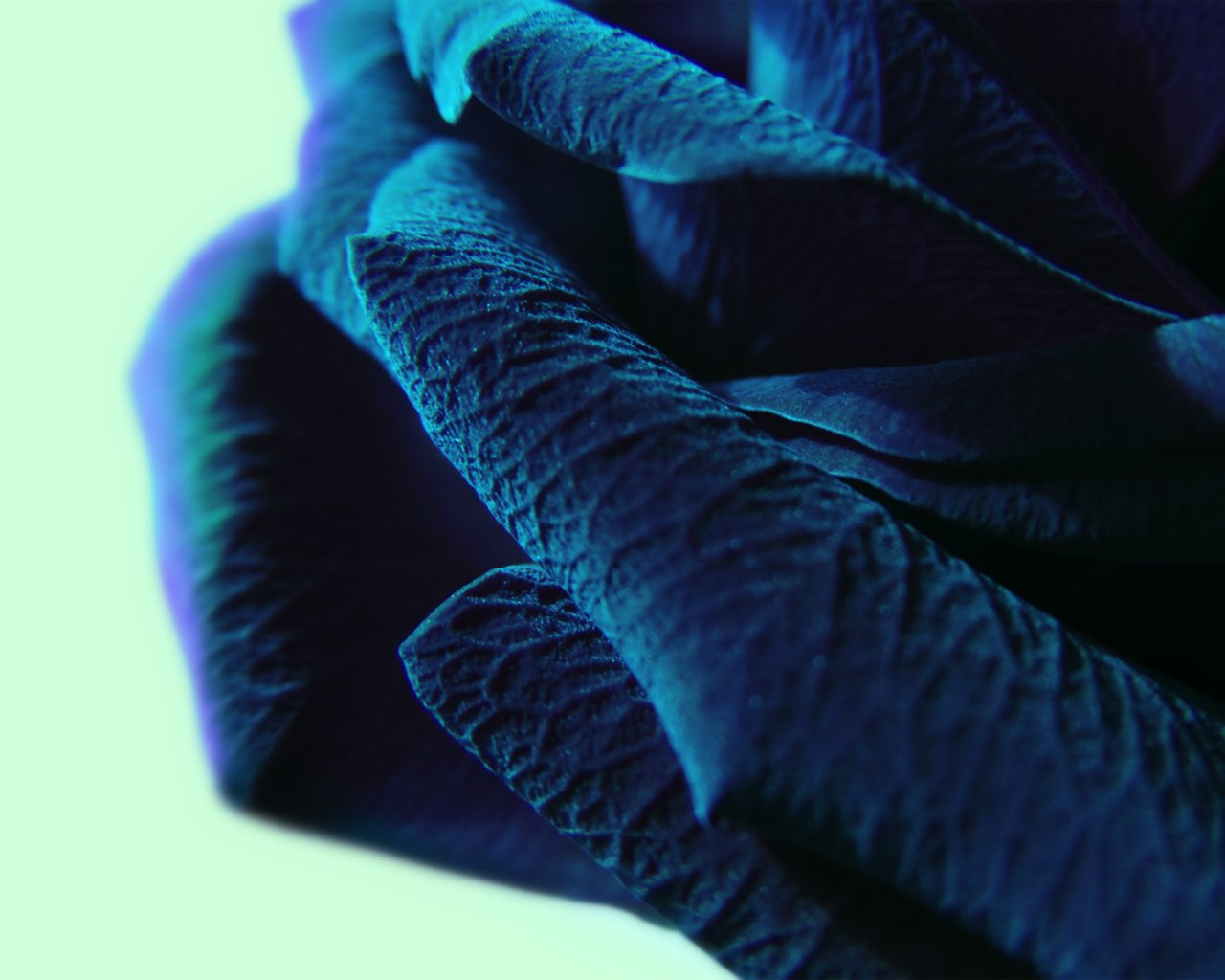 Обои макро, синий цвет, крупные лепестки, macro, blue color, large petals разрешение 2560x1600 Загрузить