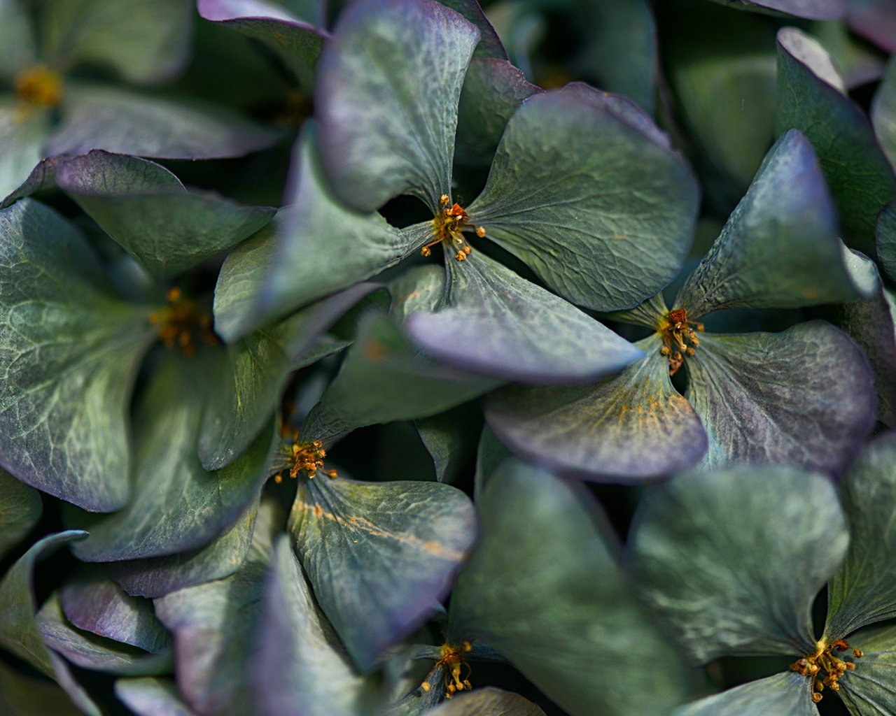 Обои цветы, лепестки, соцветие, гортензия, flowers, petals, inflorescence, hydrangea разрешение 1920x1080 Загрузить