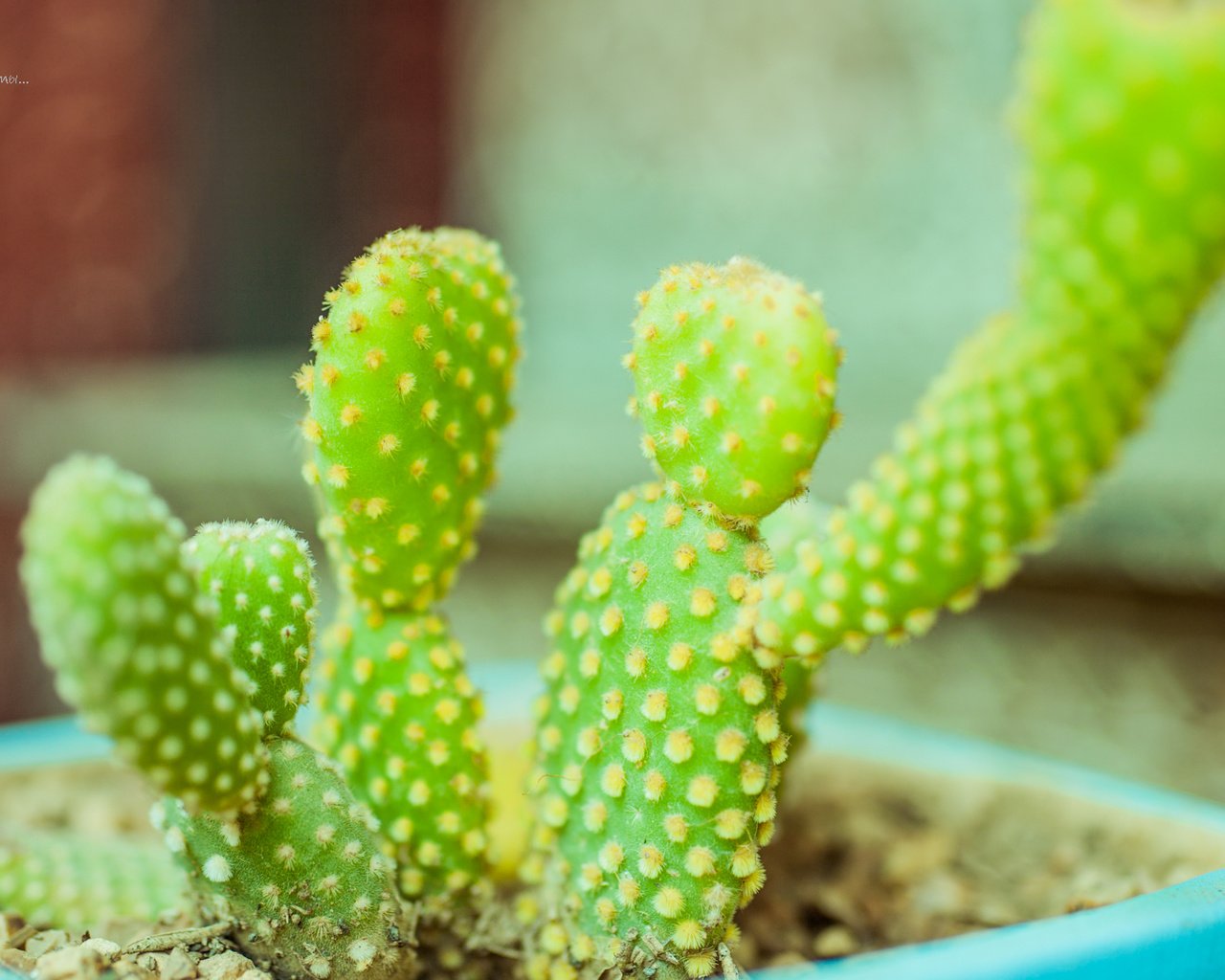 Обои кактусы, cacti разрешение 1920x1080 Загрузить