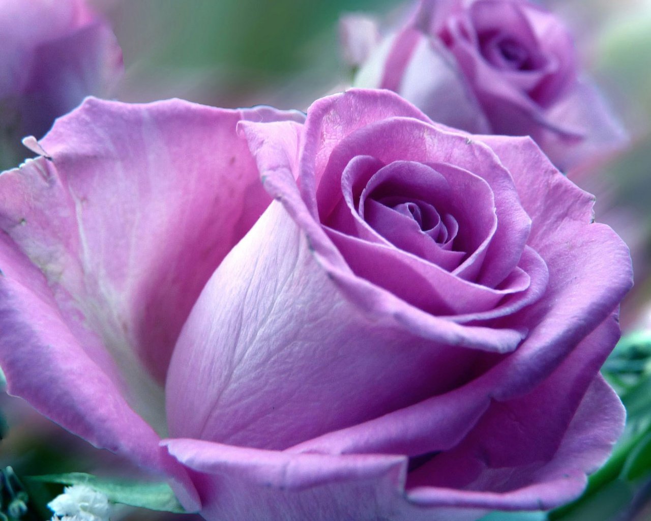Обои цветы, макро, роза, лепестки, фиолетовая роза, flowers, macro, rose, petals, purple rose разрешение 1920x1080 Загрузить