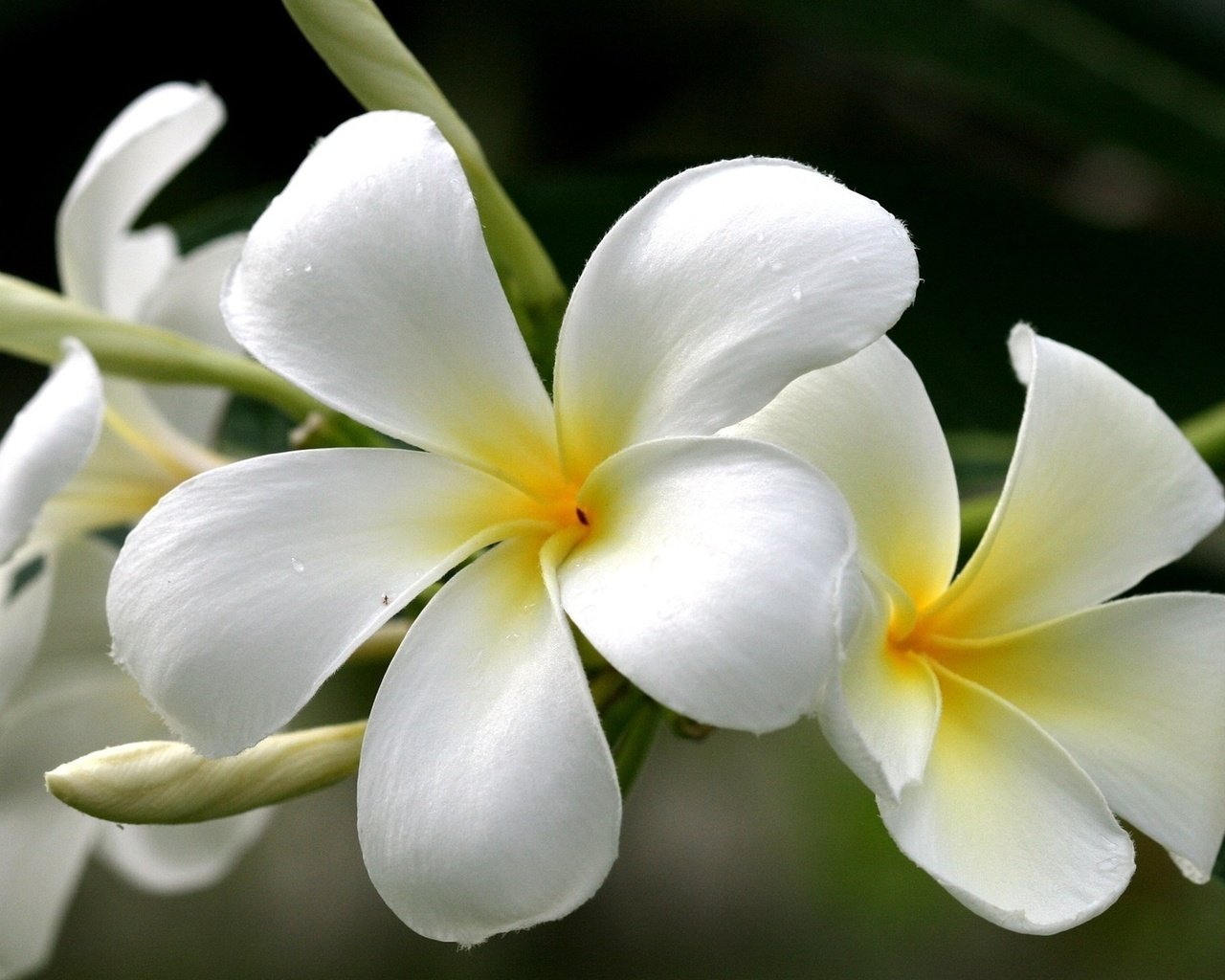 Обои цветы, желтый, белый, плюмерия, франжипани, flowers, yellow, white, plumeria, frangipani разрешение 1920x1080 Загрузить