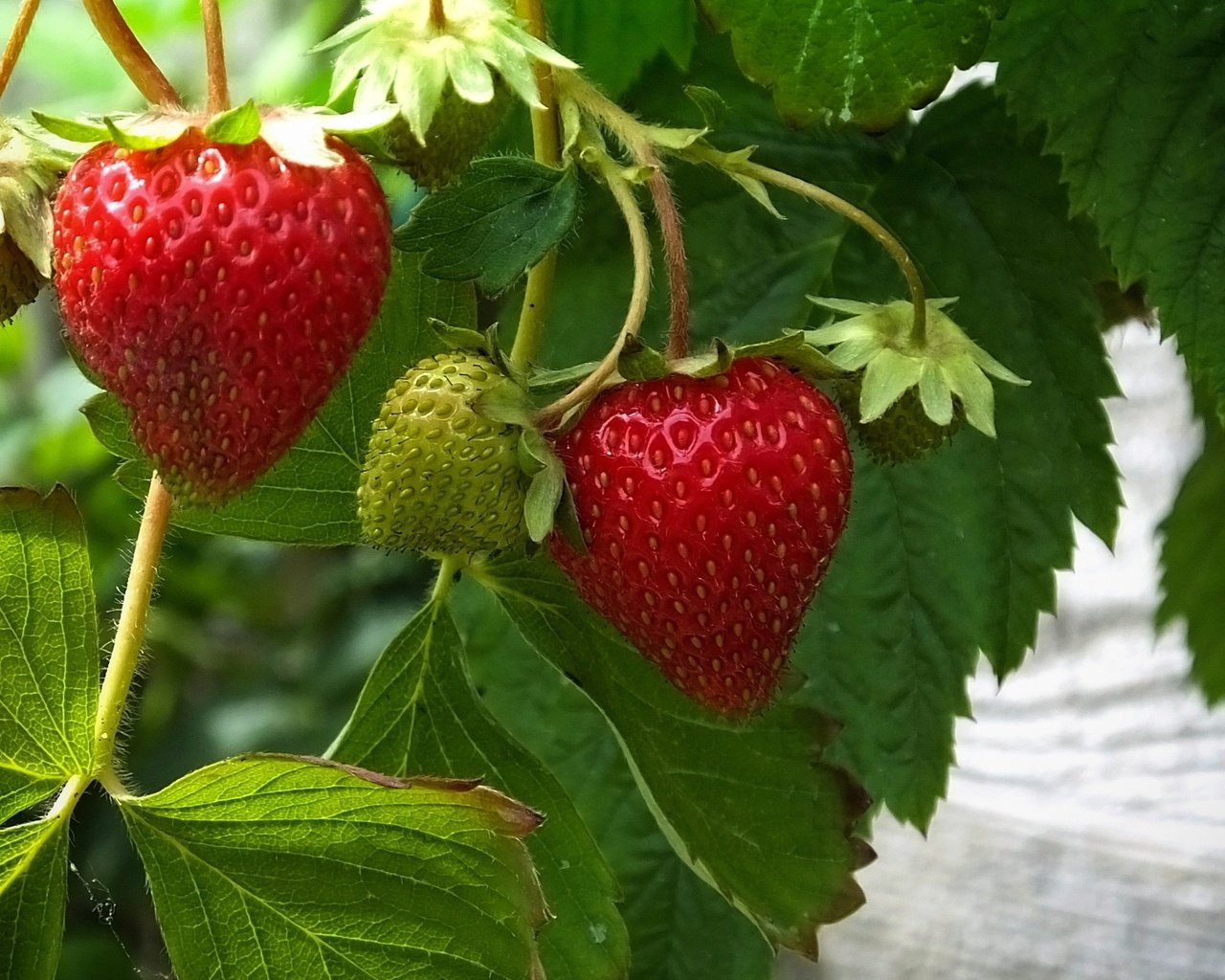 Обои листья, ягода, красная, клубника, зеленая, leaves, berry, red, strawberry, green разрешение 2560x1600 Загрузить