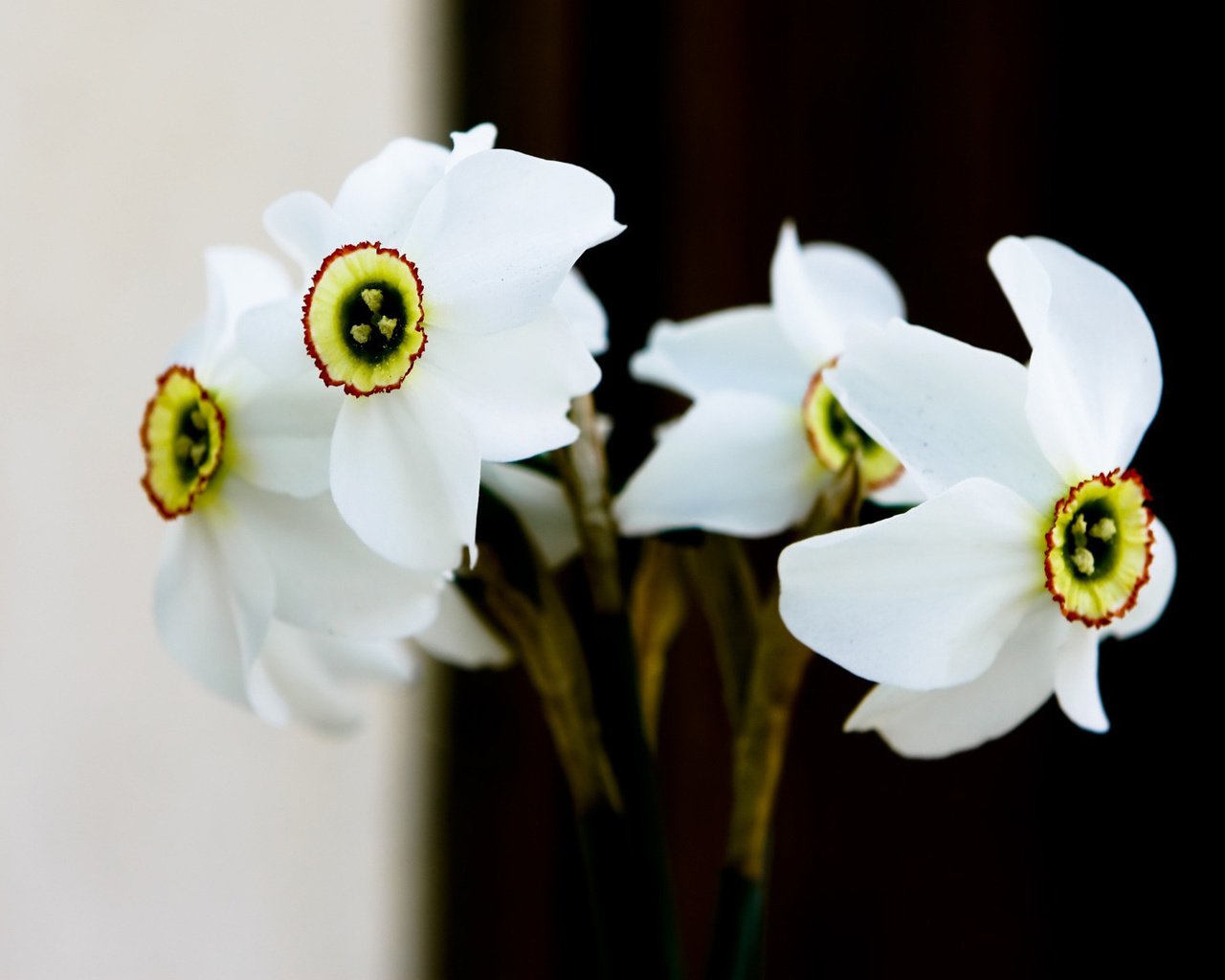 Обои цветы, фон, белый, весна, букет, нарциссы, flowers, background, white, spring, bouquet, daffodils разрешение 1920x1200 Загрузить