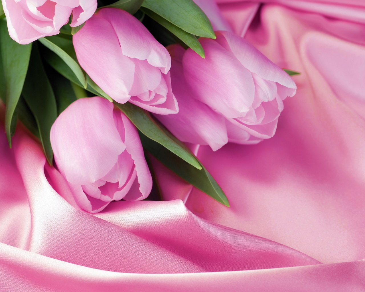 Обои розовый, тюльпаны, 8 марта, шелк, pink, tulips, march 8, silk разрешение 2880x1800 Загрузить