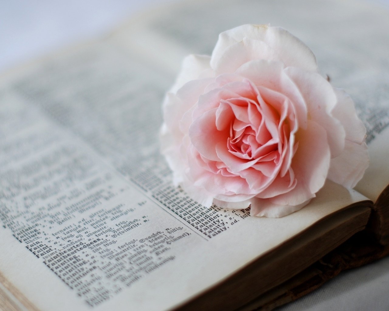 Обои цветок, роза, розовая, книга, страницы, словарь, flower, rose, pink, book, page, dictionary разрешение 1920x1200 Загрузить