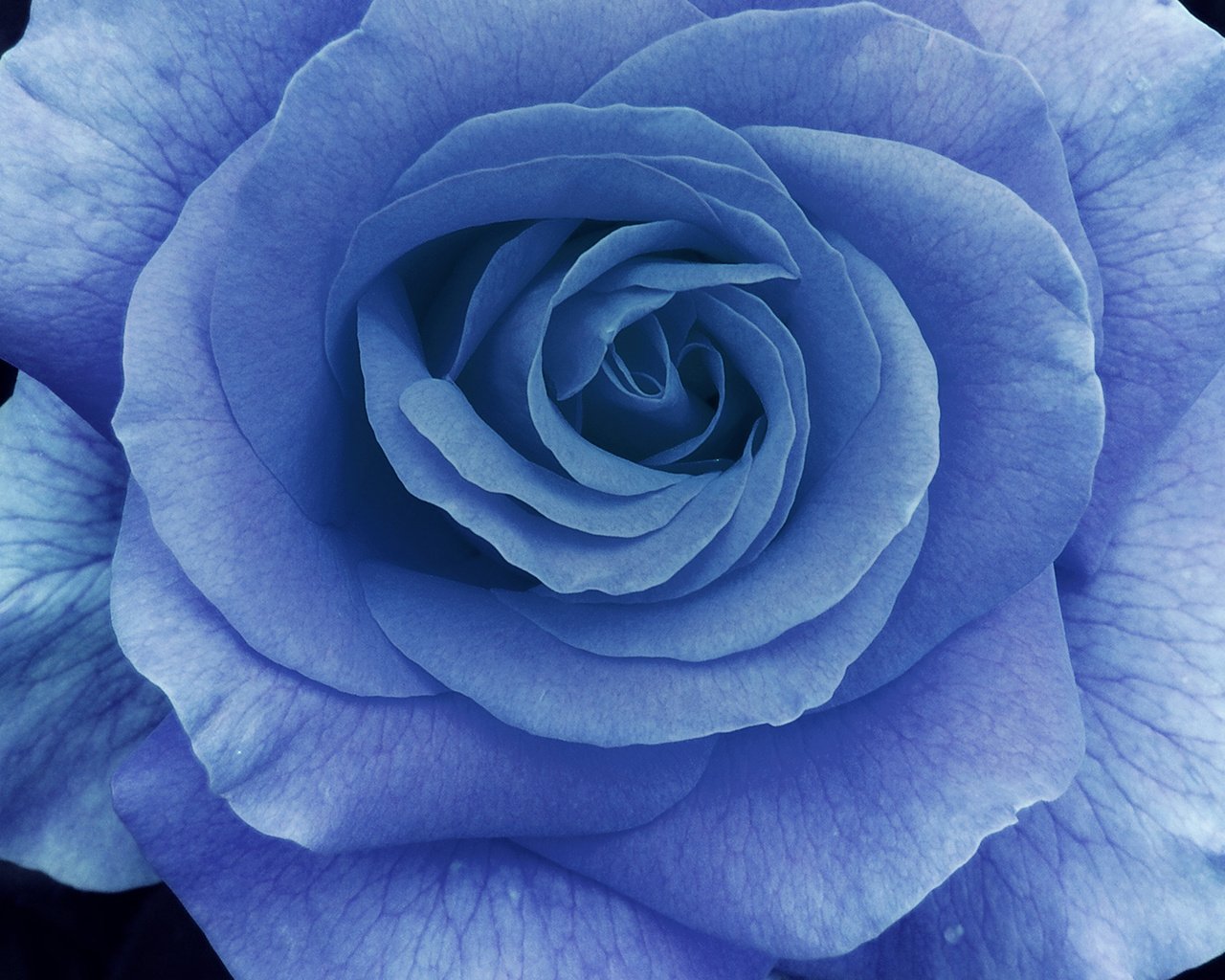 Обои макро, роза, лепестки, голубая, macro, rose, petals, blue разрешение 1920x1200 Загрузить