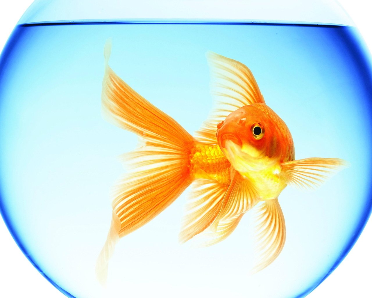 Сайт где богачи исполняют твои желания. Открытка с золотой рыбкой. С днём рождения Золотая рыбка. Рыбка исполнения желаний. Золотая рыбка исполняет желания.