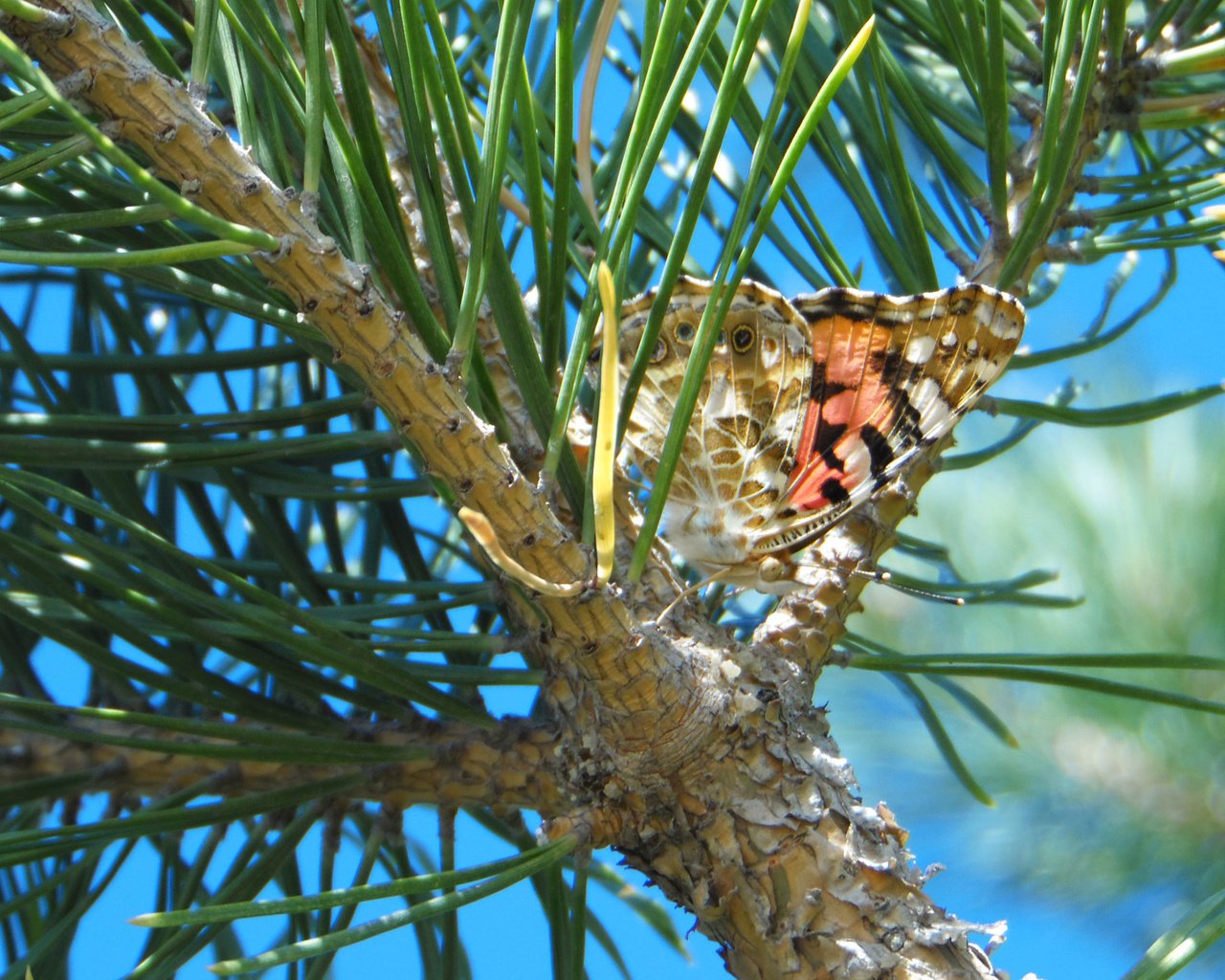 Обои бабочка, иголки, сосна, butterfly, needles, pine разрешение 2560x1600 Загрузить