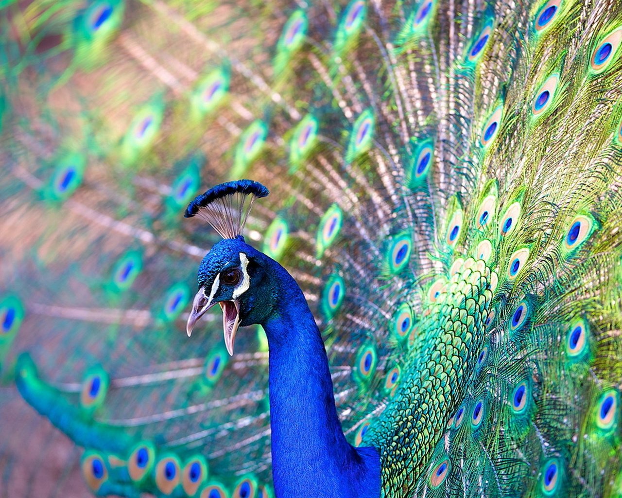 Обои красота, птица, павлин, beauty, bird, peacock разрешение 1920x1200 Загрузить