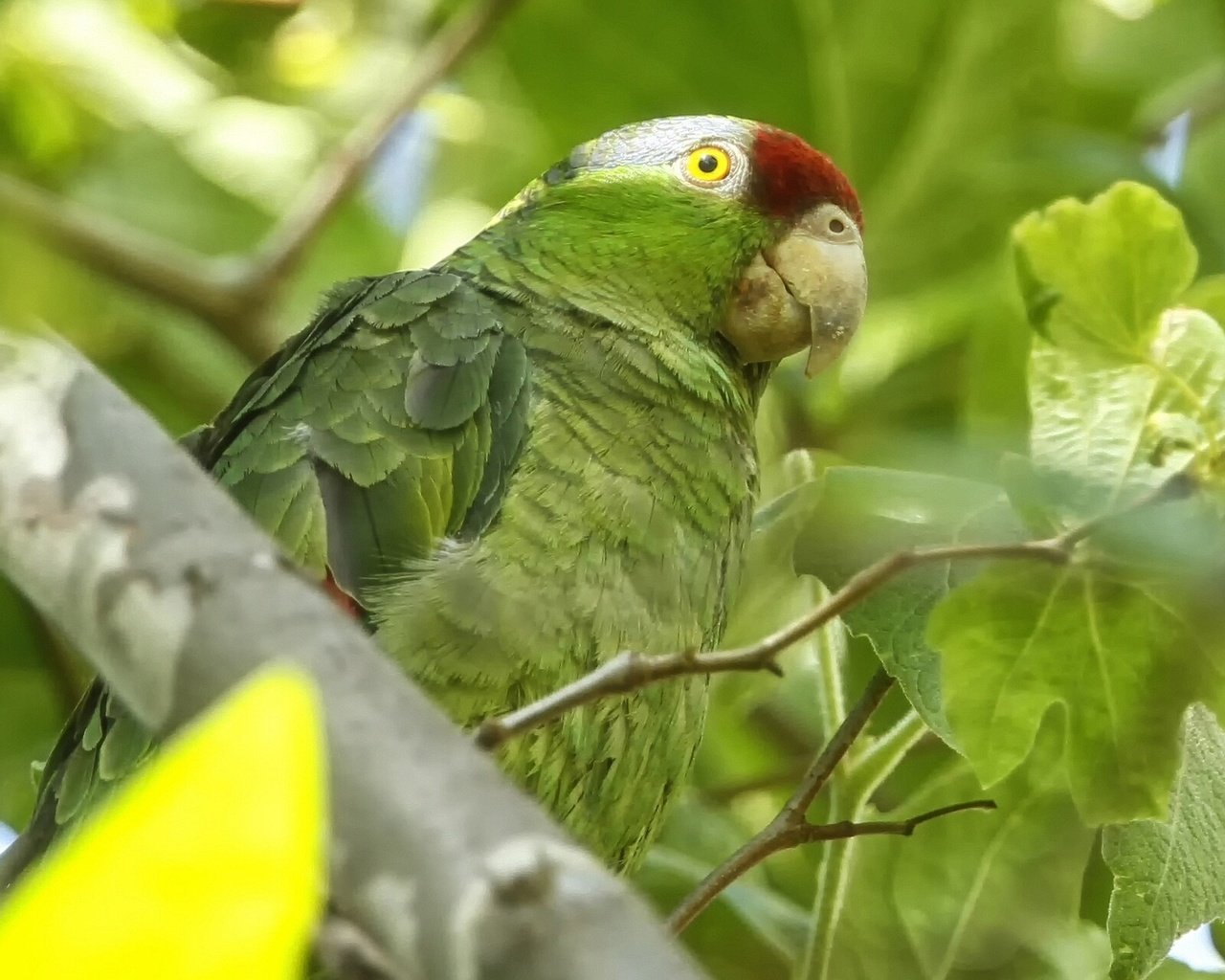 Обои птица, попугай, зеленощёкий амазон, bird, parrot, selenodesy amazon разрешение 1920x1200 Загрузить