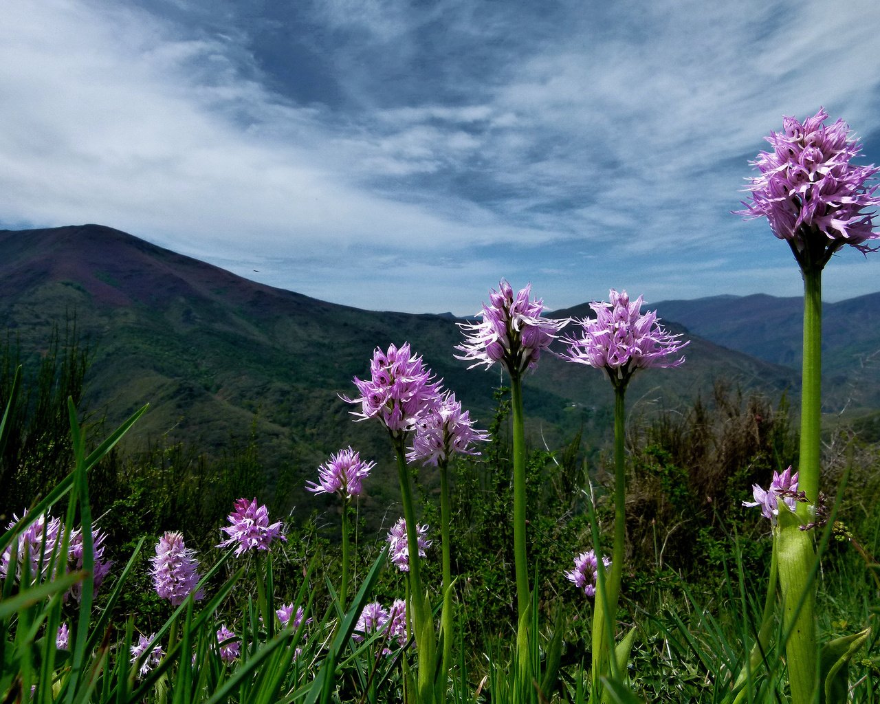 Обои цветы, горы, растения, розовые, flowers, mountains, plants, pink разрешение 2048x1536 Загрузить