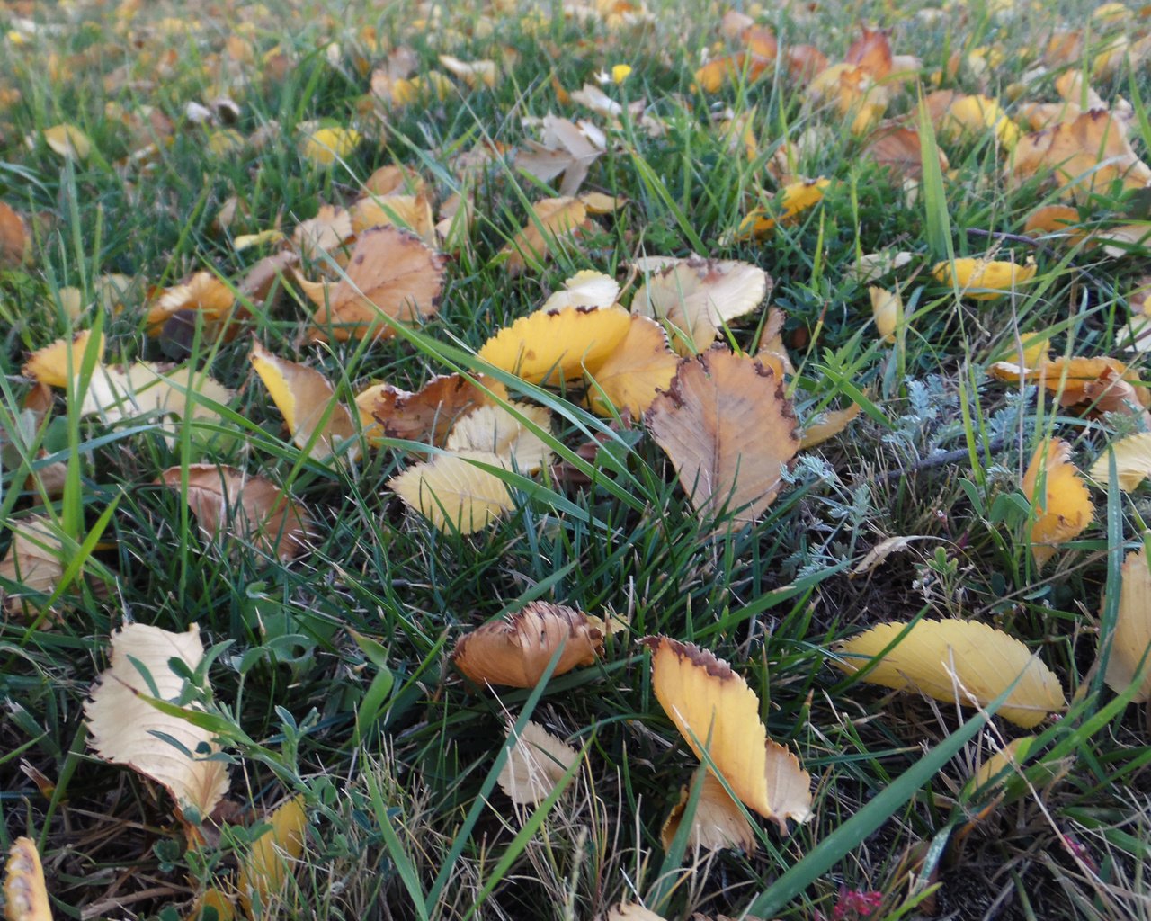 Обои трава, листья, осенний день, grass, leaves, autumn day разрешение 2560x1600 Загрузить