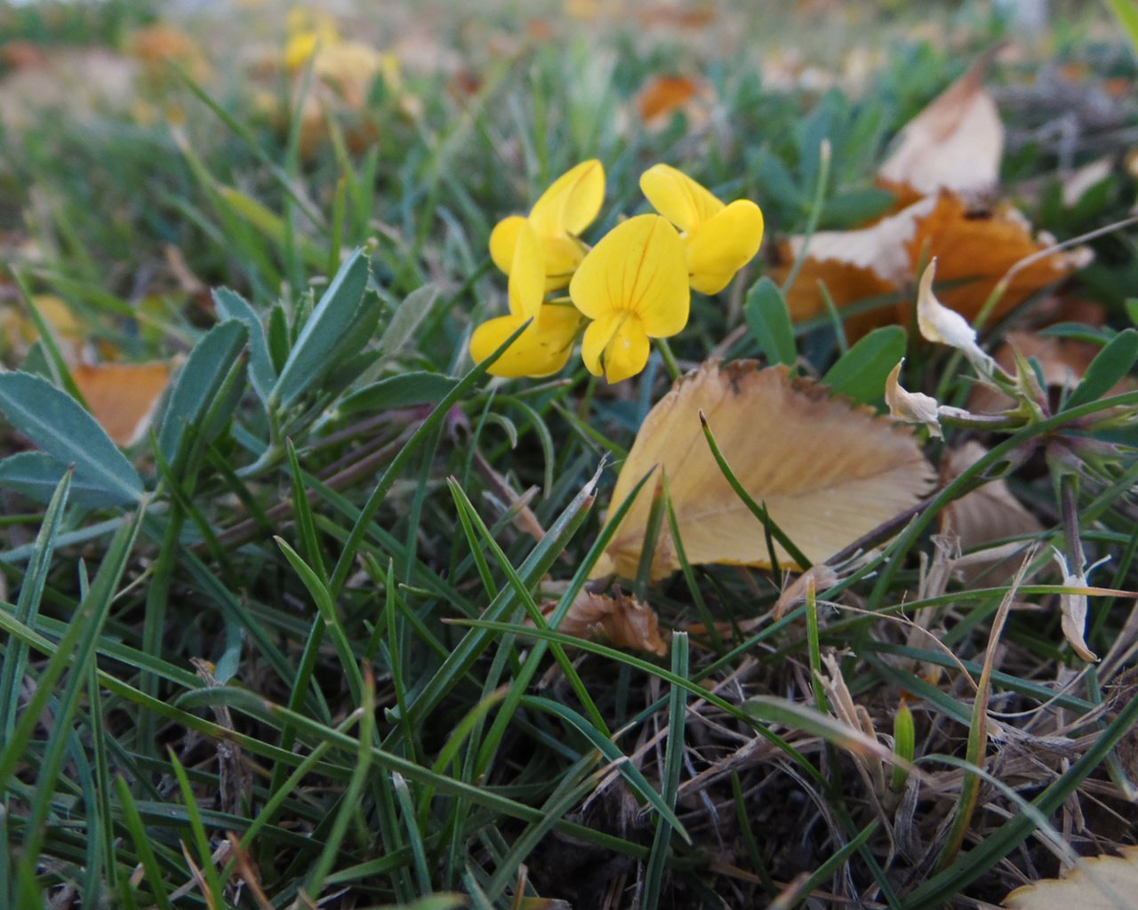 Обои цветы, трава, листья, сухие веточки, лядвенец, flowers, grass, leaves, dry twigs разрешение 2560x1600 Загрузить