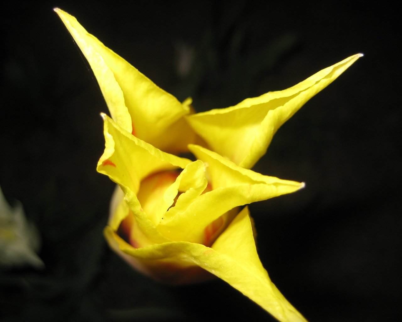 Обои желтый, цветок, бутон, тюльпан, yellow, flower, bud, tulip разрешение 3072x2304 Загрузить