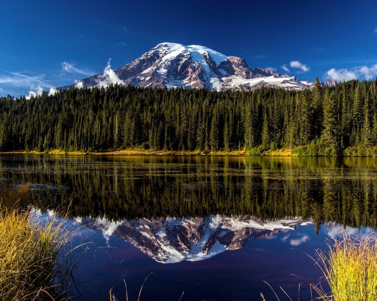 Обои цветы, лес, пейзаж, гора, национальный парк mount rainier, рейнир, национальный парк маунт-рейнир, washingtoon, flowers, forest, landscape, mountain, mount rainier national park, rainier, national park mount rainier разрешение 1920x1200 Загрузить