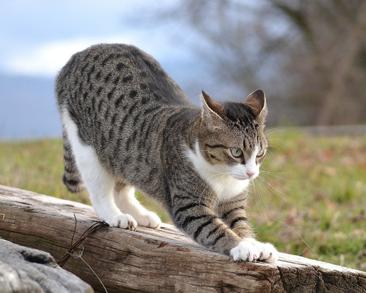 Обои кошка, на, потягивается, бревне, cat, on, stretching, log разрешение 1920x1080 Загрузить