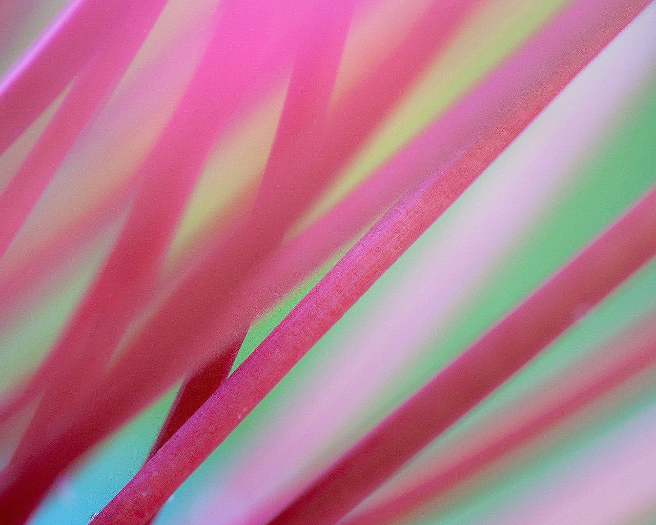 Обои фон, розовые, стебли, background, pink, stems разрешение 1920x1200 Загрузить