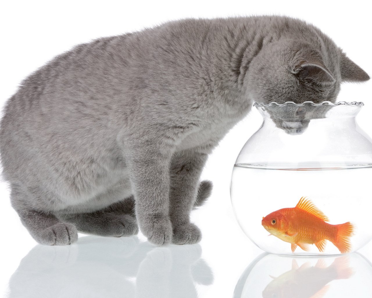 Обои вода, кот, серый, животное, аквариум, рыбка, water, cat, grey, animal, aquarium, fish разрешение 2560x1600 Загрузить